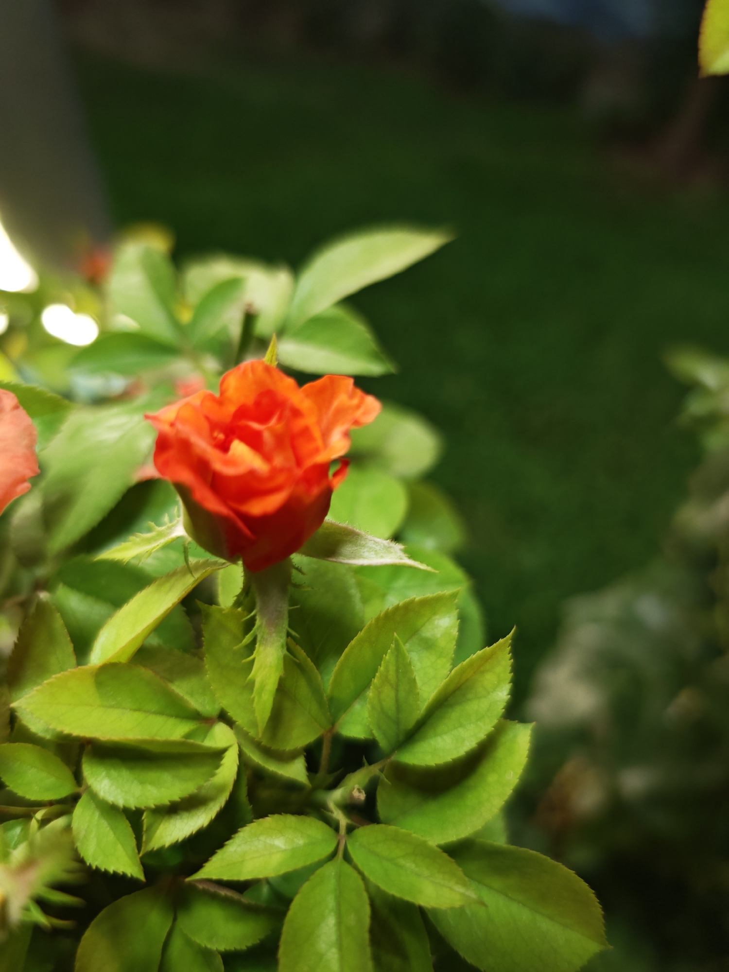 A close-up shot focuses on a vibrant orange rose bud and surrounding green leaves. The rose is the central subject, appearing plump and tightly furled. Its petals are a rich orange hue, with subtle variations in tone and texture. Several bright green leaves cradle the rose, some with serrated edges and visible veins. The stem of the rose is also visible, adorned with sharp prickles. The background is softly blurred, revealing a dark, lush green area that suggests foliage or grass, likely outdoors. The lighting appears to be artificial, possibly from a low-angle source, casting a gentle glow on the rose and leaves. The overall impression is one of natural beauty captured in a tranquil setting. No specific location in Dushanbe, Tajikistan is identifiable from the image alone.