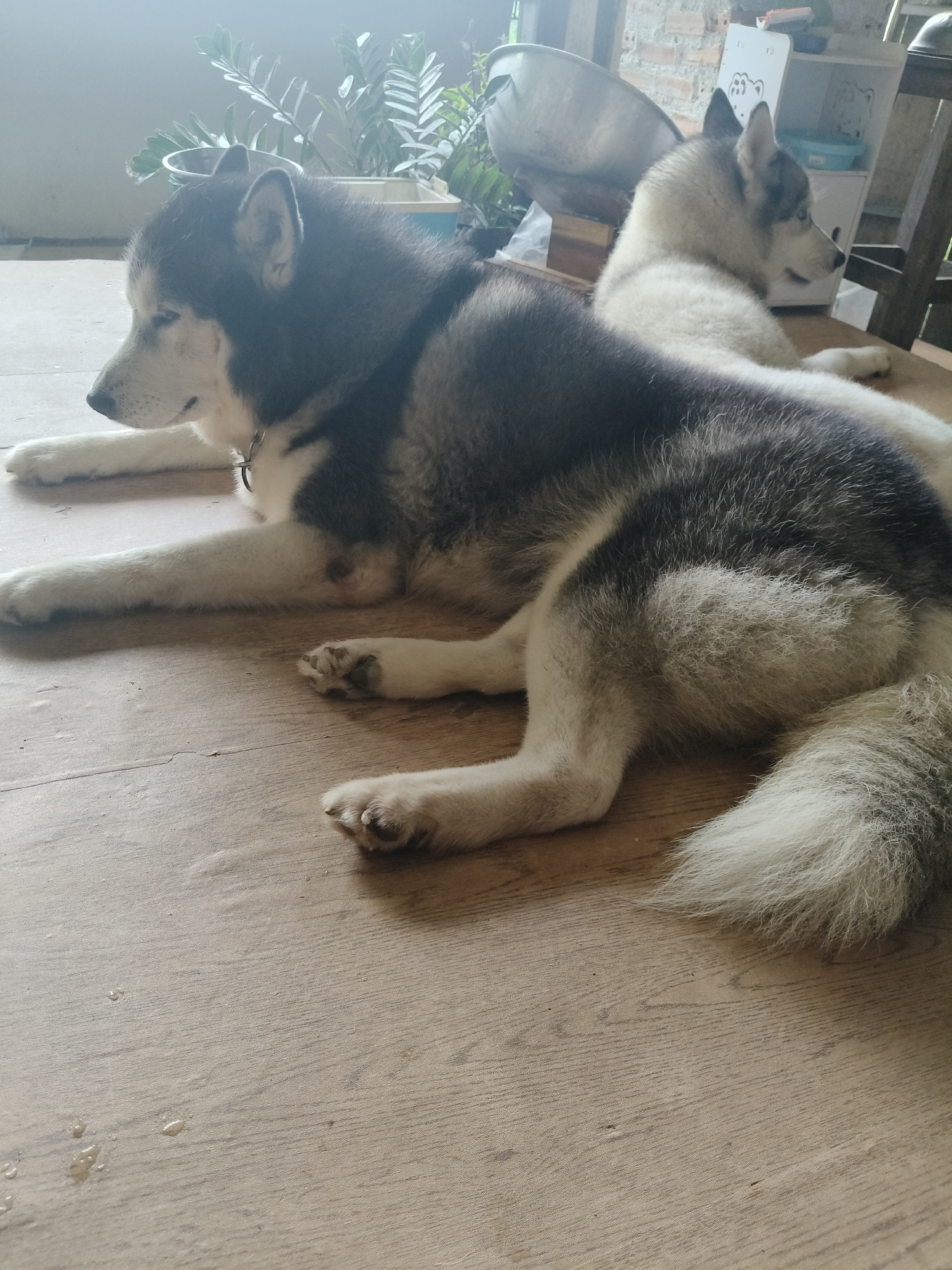 In Ban Nong Phak Hueat, Thailand, two Siberian Huskies are resting on a wooden surface. The larger dog in the foreground is lying on its side, facing left, with its head resting on its paws. Its fur is a mix of black, gray, and white. The second dog, partially visible behind the first, is also lying down and facing right. This dog appears to be lighter in color, with white and gray fur and blue eyes. The environment appears to be indoors, with a large plant in a white pot visible in the background. Other objects in the background include shelves and a wooden chair. The lighting suggests it may be daytime, with light streaming in from a window.
