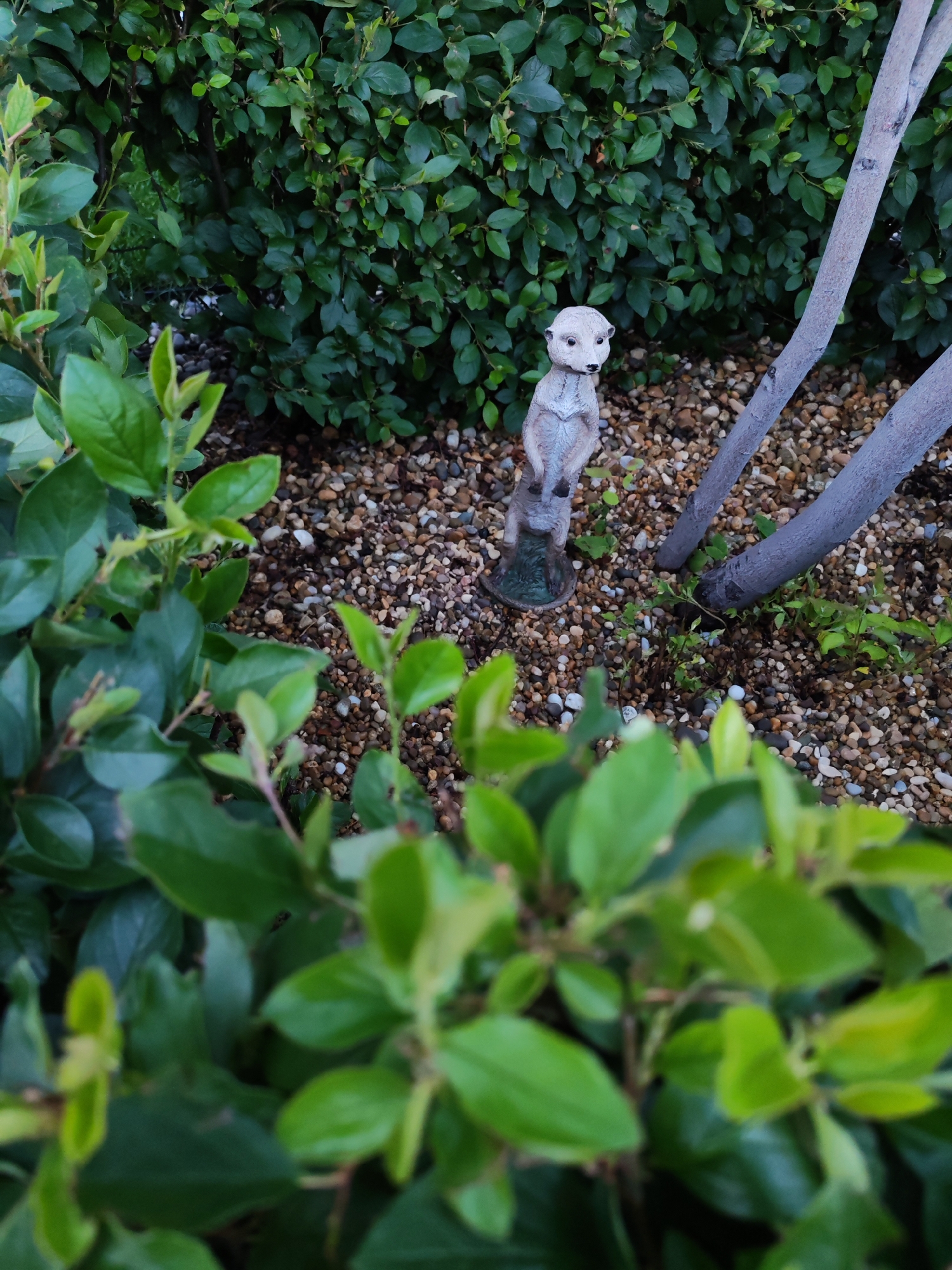 This is a medium shot photograph taken outdoors, likely in a garden or park. The scene is dominated by lush green foliage, creating a natural, slightly overgrown backdrop. In the foreground, blurred green leaves frame the view, suggesting a close-up perspective of plants.
The central subject is a small, light-colored statue of a meerkat standing upright on what appears to be a dark green base. The meerkat statue is positioned on a bed of small, multicolored gravel, interspersed with a few weeds. Behind the meerkat, two thin, gray tree trunks rise vertically, their bark textured. The overall setting is one of natural vegetation and decorative garden elements.
There is no discernible activity or event taking place, as the image captures a static scene. The lighting suggests it might be daytime, possibly overcast or late afternoon, given the soft light and the absence of strong shadows. The color palette is predominantly green, brown, and gray, with the small meerkat statue providing a focal point of a lighter, neutral tone. No text is visible in the image. The composition creates a sense of natural charm, with the meerkat statue adding a whimsical touch to the garden environment.