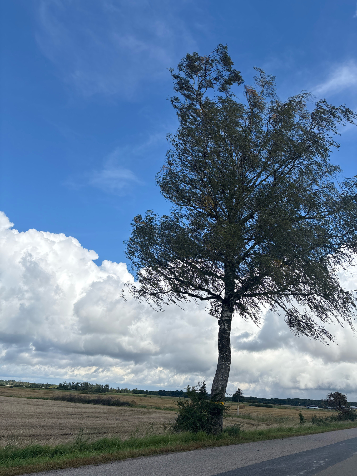 A lone birch tree stands prominently on the right side of the frame, its branches swept to the right by the wind. The tree has a distinctive, bent trunk, with the upper portion leaning significantly. It is set against a backdrop of a bright blue sky with scattered white clouds on the left and more diffused, grayer clouds extending across the upper right quadrant. Below the sky, a harvested field of stubble stretches horizontally across the midground, with a darker patch of vegetation in the center. A road runs along the bottom right of the image, its asphalt surface visible. In the distance, a line of trees marks the horizon, and a few hay bales are visible in the field. The overall impression is one of a rural landscape under a dynamic sky.