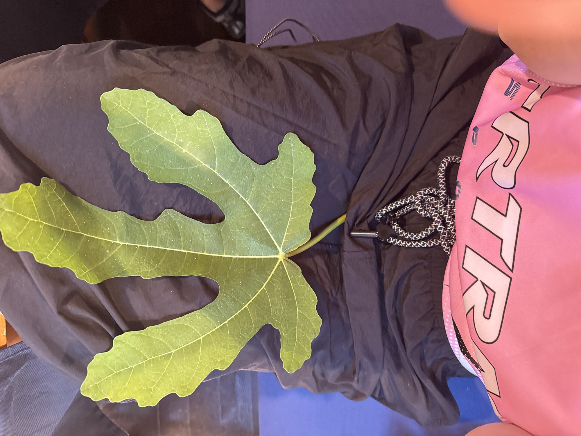 A close-up, overhead shot shows a single, large, green fig leaf positioned centrally on dark, wrinkled fabric. The leaf has five distinct lobes with prominent veins. Small white specks, possibly water droplets or dust, are visible on its surface. A black drawstring with a silver clasp emerges from beneath the leaf and lies on the fabric. Below the fabric, a pink bag with white text and blue accents is partially visible. The background consists of a blue surface and hints of other fabrics. No specific location in Sozopol, Bulgaria can be determined from the image.