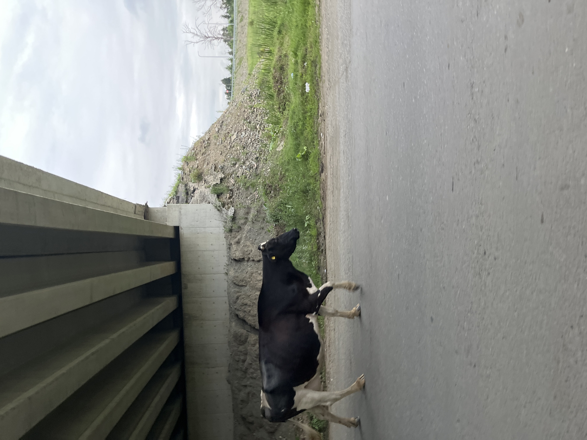 A black and white cow walks on an asphalt road under a concrete overpass in Ureki, Georgia. The cow is in profile view, facing right, with its head down. The overpass is elevated, supported by concrete pillars, and its underside features parallel concrete beams. To the right of the overpass, a grassy embankment with scattered rocks and vegetation slopes upwards. Beyond the embankment, a field of tall green grass and some dry, bare trees are visible under a cloudy sky. The road surface is gray asphalt with some visible texture and minor debris. The overall scene appears to be an undeveloped or semi-developed area on the outskirts of the city.