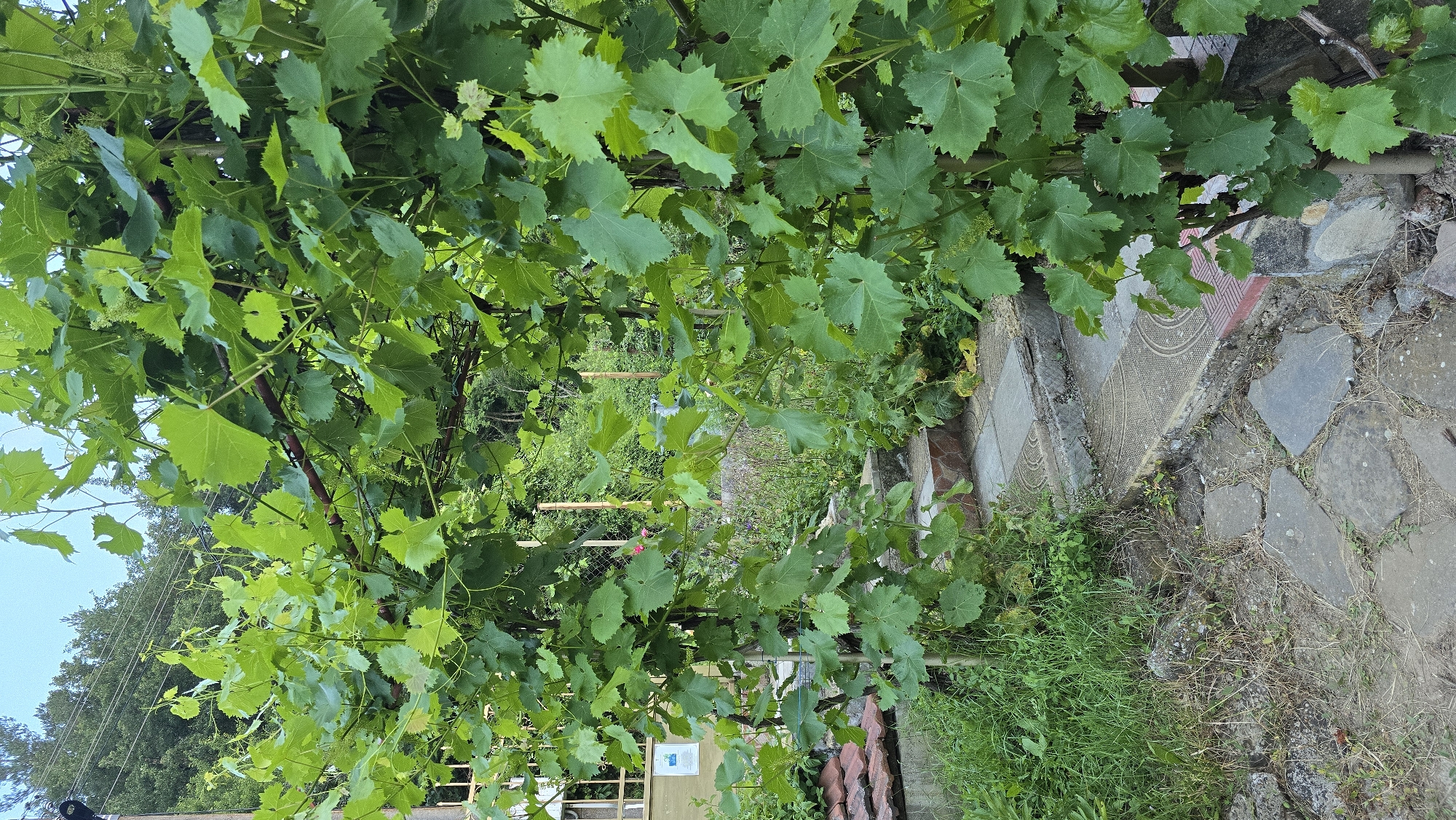 A vertical, eye-level, medium shot captures a garden path leading through a lush green grape arbor. The arbor's vines, laden with broad, green leaves, form an archway over a stone pathway. The path is partially obscured by large, irregular flagstones and some smaller, more uniformly cut square tiles with decorative patterns. To the left of the path, a few red-tiled structures are visible, along with overgrown grass and a white sign attached to a fence. The background reveals a dense cluster of trees, indicating a natural or semi-natural environment. The scene appears to be set in the village of Sirishtnik, Bulgaria, suggesting a rural or suburban garden setting.