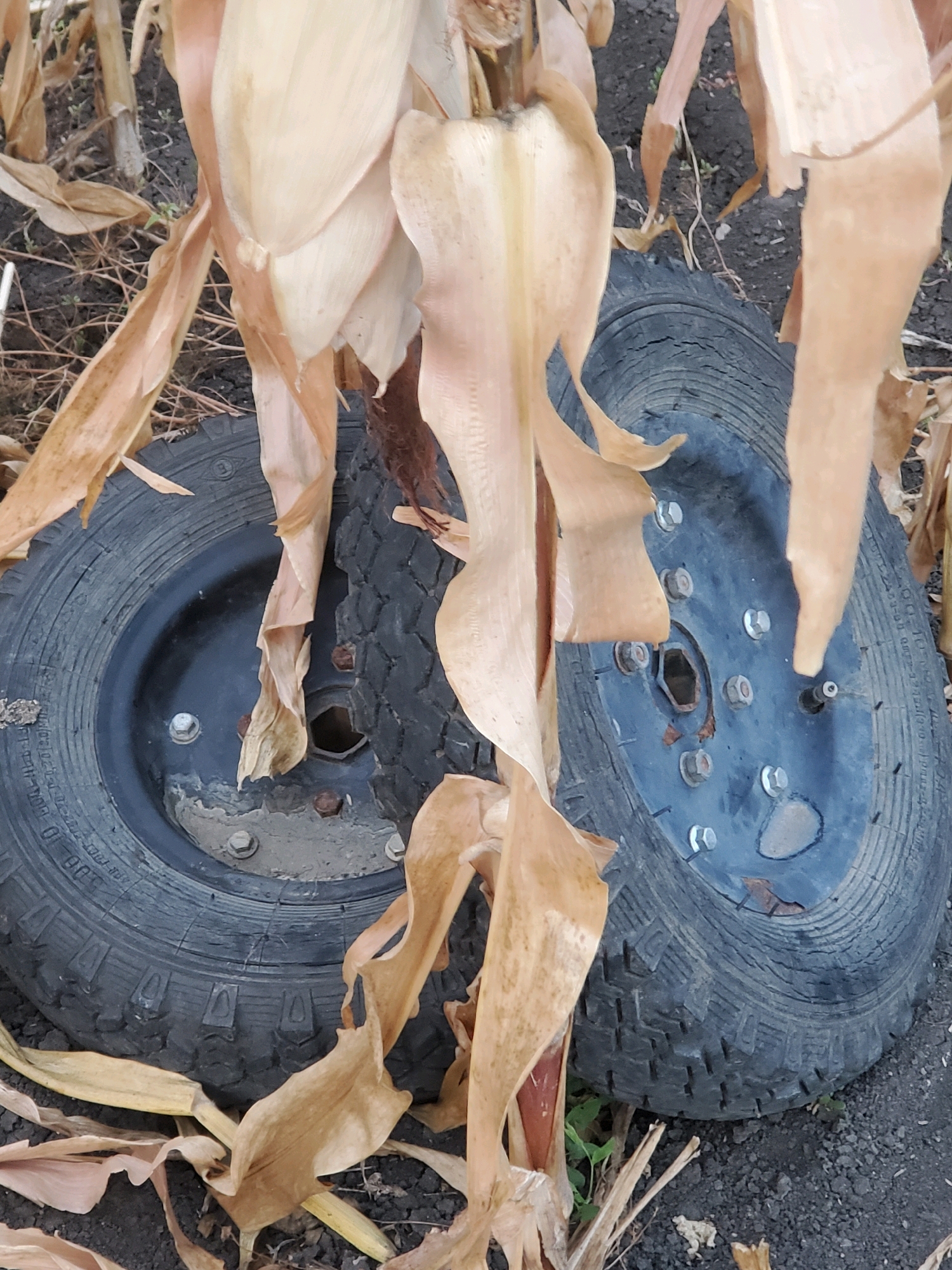 Two dark-colored tires, possibly from a wheelbarrow, are positioned side-by-side on dark soil. They are partially obscured by dry, brown corn husks. One tire is visible on the left and the other on the right. The tire on the right has a metal hub with several bolts. The background consists of more dry plant matter and soil. The scene is outdoors. The image is taken from a slightly elevated angle looking down at the tires.