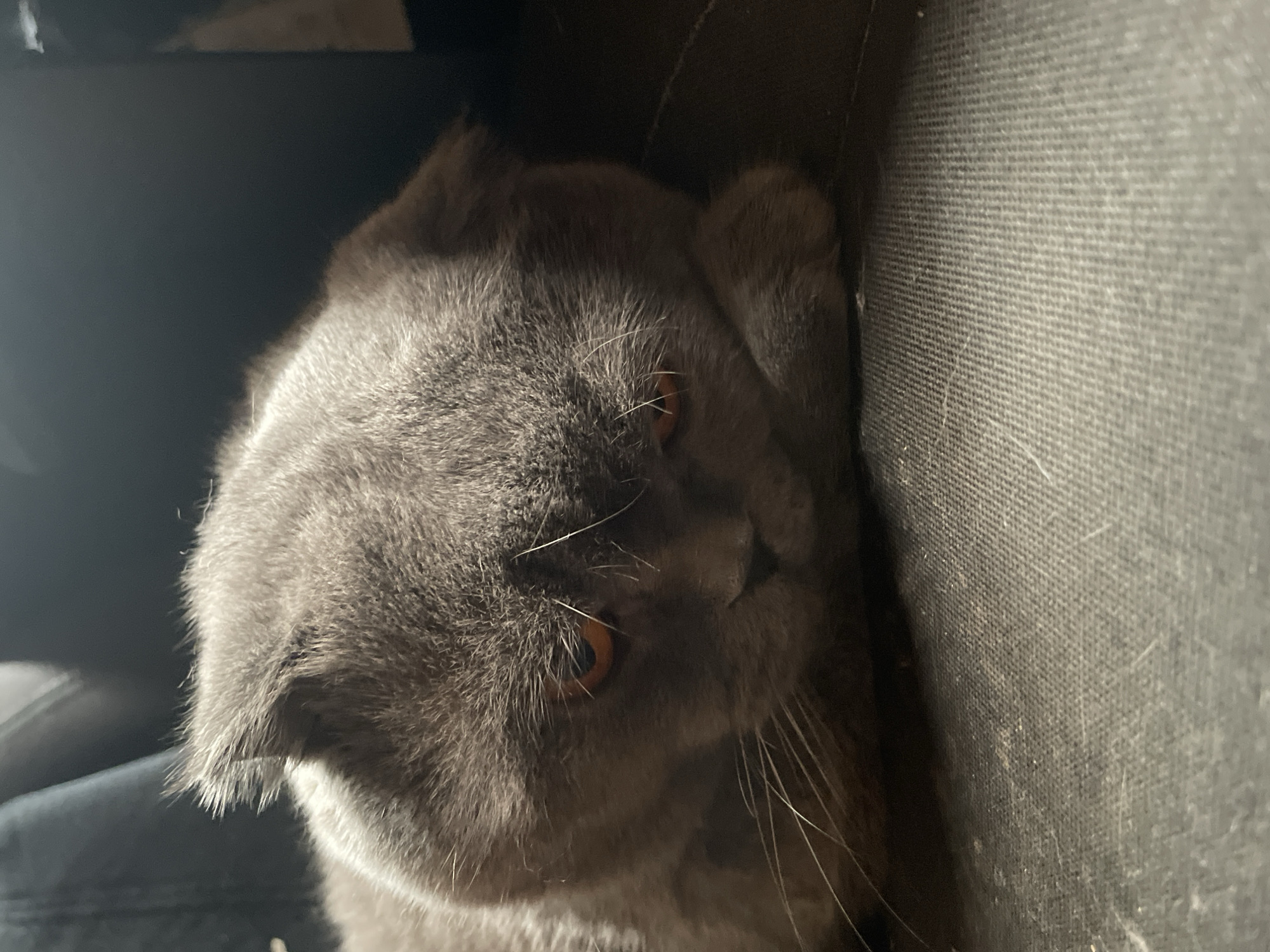 A gray Scottish Fold cat with copper-colored eyes is lying on a dark gray or black textured surface, possibly a couch or chair. The cat is positioned on its side, facing slightly towards the viewer. The location is Unknown, Unknown.