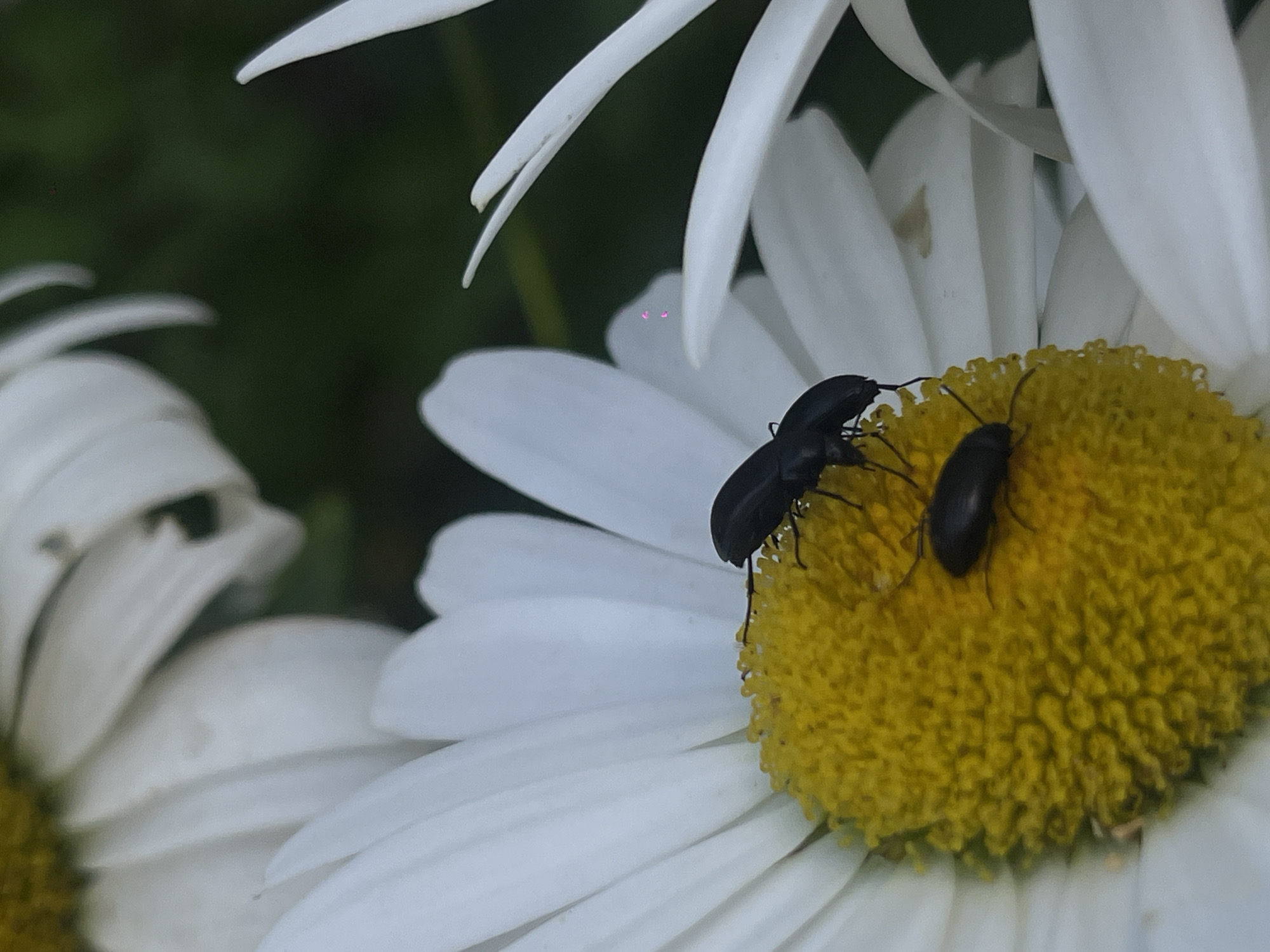 In Novopokrovskaya, Russia, two small black beetles are positioned on the yellow center of a white daisy. One beetle is on top, facing left, while the other is below it, also facing left. The daisy has white petals extending outwards, with a blurred green background suggesting foliage.