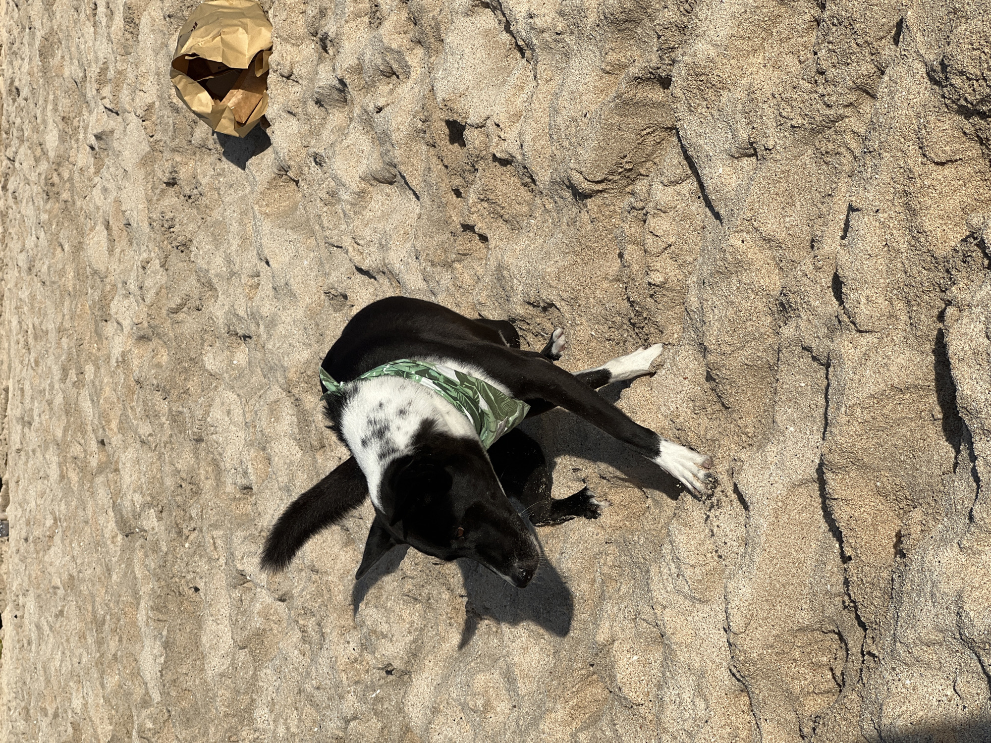 A medium shot shows a black and white dog lying on tan sand. The dog wears a leaf-patterned bandana. A crumpled brown paper bag sits on the sand to the dog’s upper left. The location appears to be a beach, potentially in Kuta Selatan, Indonesia.