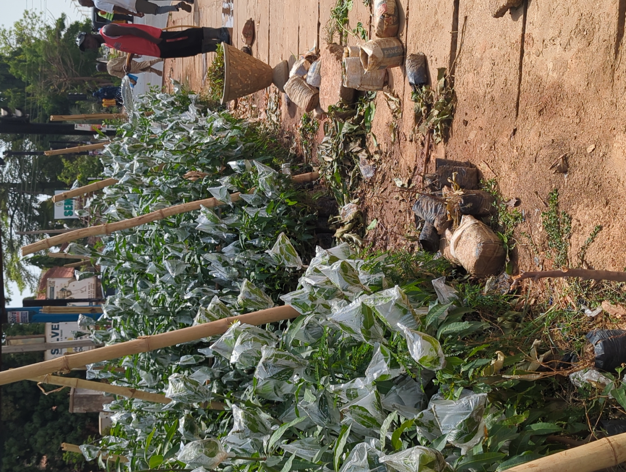 The image depicts a roadside plant nursery in Unguwar Rimi, Nigeria. A line of small trees, likely saplings, are set up for sale along a dirt sidewalk. Most of the saplings are enclosed in transparent plastic bags and supported by bamboo stakes.
Along the sidewalk are various items associated with the nursery, including empty cement bags, potting soil, and discarded leaves and debris. Some people walk in the background. The surrounding environment shows urban elements, with buildings and power lines visible in the distance. The ground is dry and dusty.