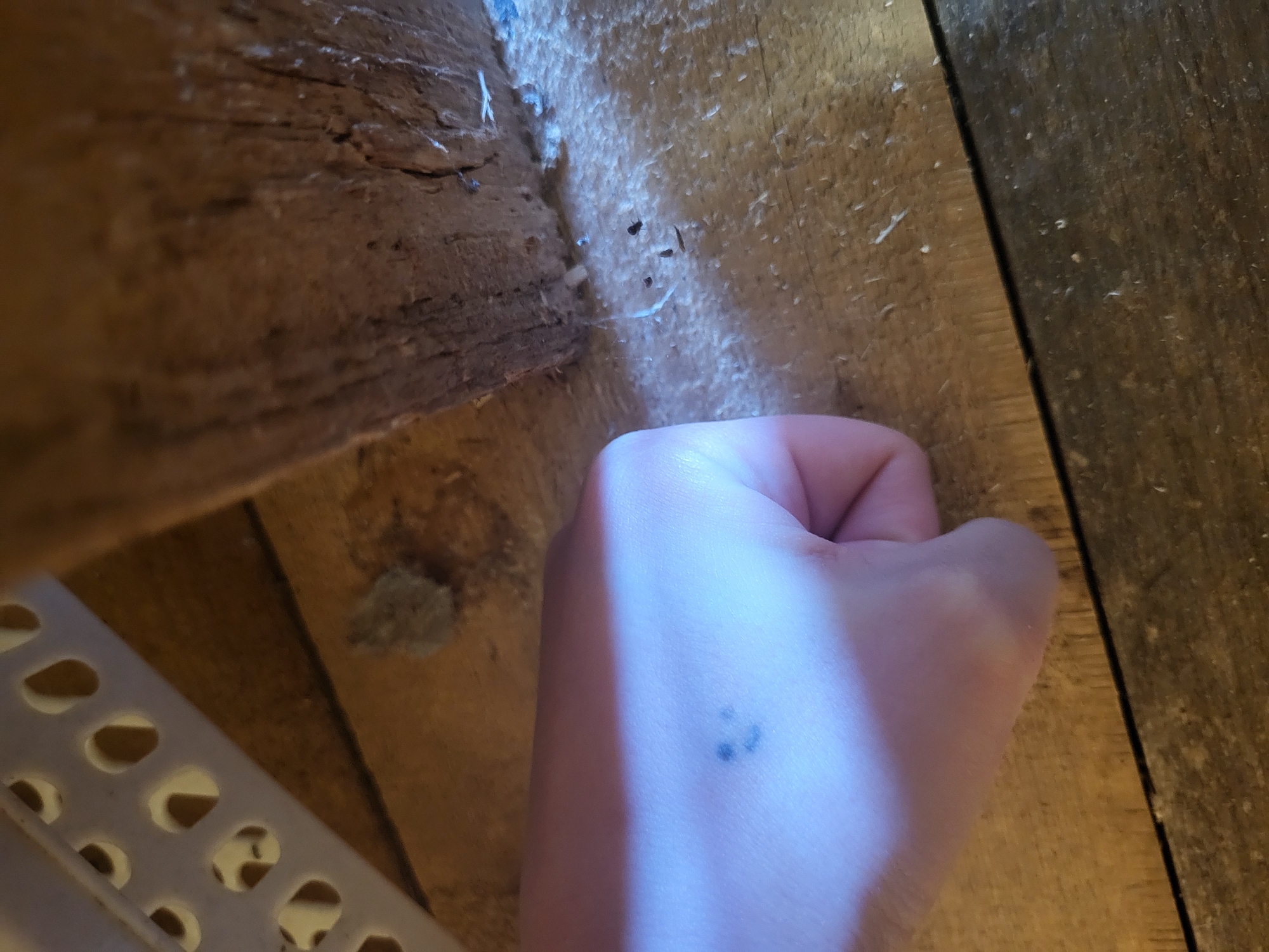 The image shows a close-up view of a hand with a small, dark tattoo composed of three dots on the back of the hand. The hand is positioned near weathered wooden planks. Some light debris is visible on the wood surfaces. A white plastic structure with circular holes is partially visible in the lower left corner. The location of the scene within the city of Зипуново, Russia, cannot be determined based on the visual information provided.