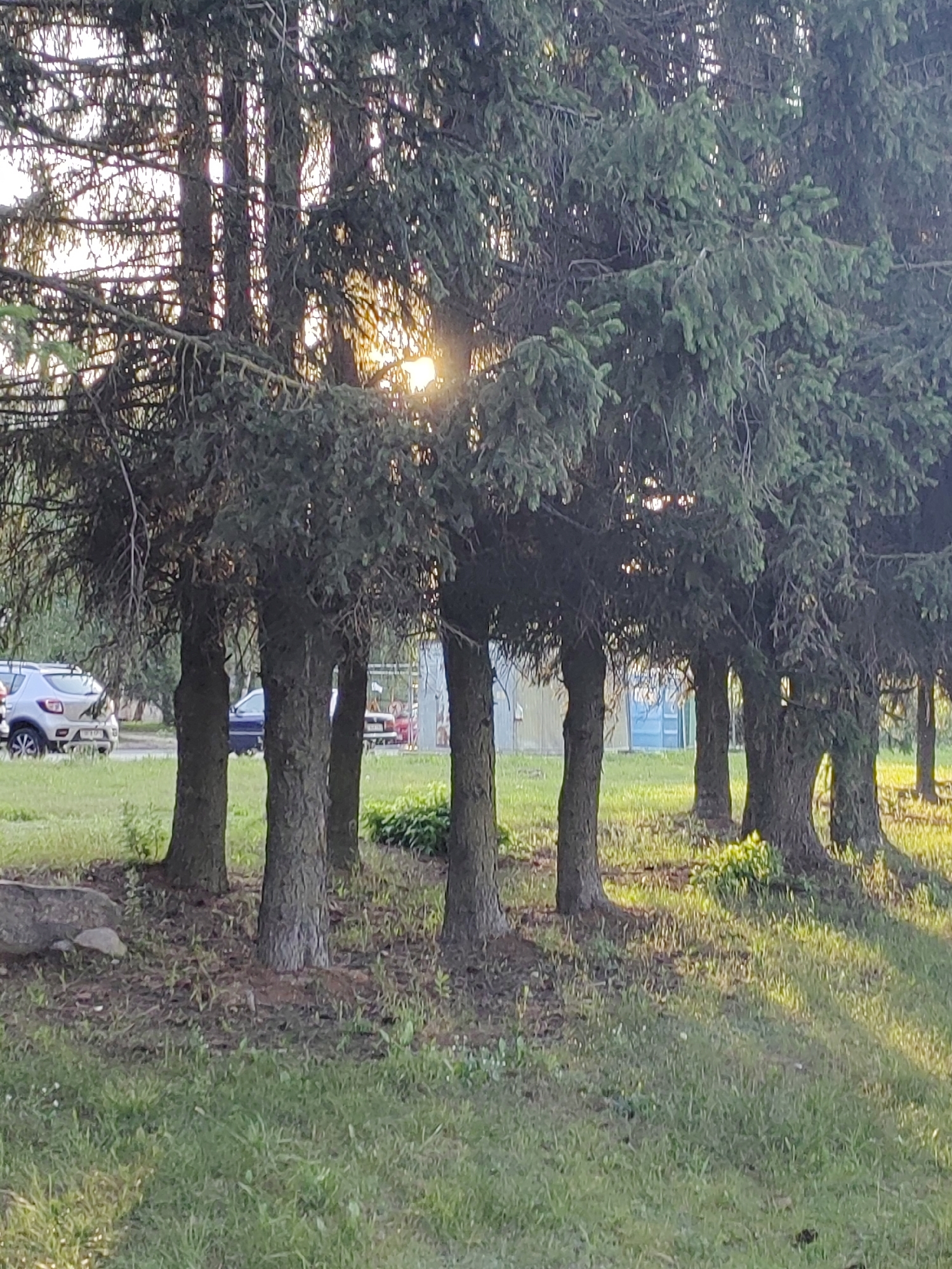 A cluster of tall evergreen trees with dense foliage dominates the foreground of the image. Sunlight filters through the branches, casting dappled light on the grassy ground and illuminating the tree trunks. In the background, beyond the trees, a paved road is visible with a silver SUV parked on the left side, and a blue car and a red car farther down the road. The environment suggests a park or a residential area with trees lining a street in Hrodna, Belarus.