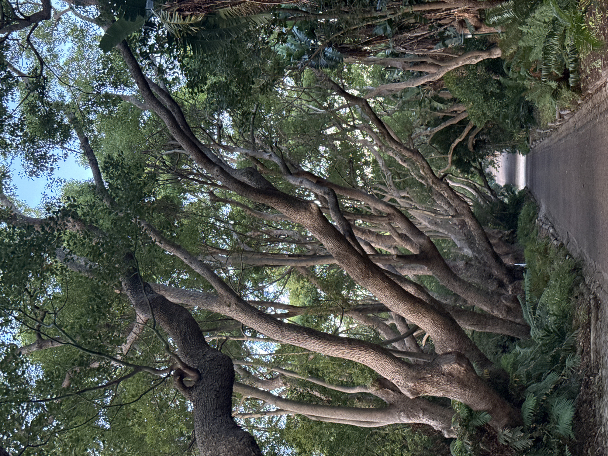 The image depicts a paved pathway within the Company's Garden in Cape Town, South Africa. A dark-colored pathway, bordered by a low, irregular stone or concrete edging, recedes linearly into the distance, forming an avenue. On both sides, numerous large, mature trees with thick, gnarled, textured brown-grey trunks and branches lean inward, creating a dense, interwoven overhead canopy of green foliage. Small patches of light blue sky are visible through the gaps in the canopy. Dense green undergrowth, consisting of ferns and other broad-leafed plants, covers the ground adjacent to the pathway. No human subjects or animals are present. A single dark lamppost is partially visible on the far right side of the path, obscured by foliage. The scene is illuminated by natural light, indicating daytime.