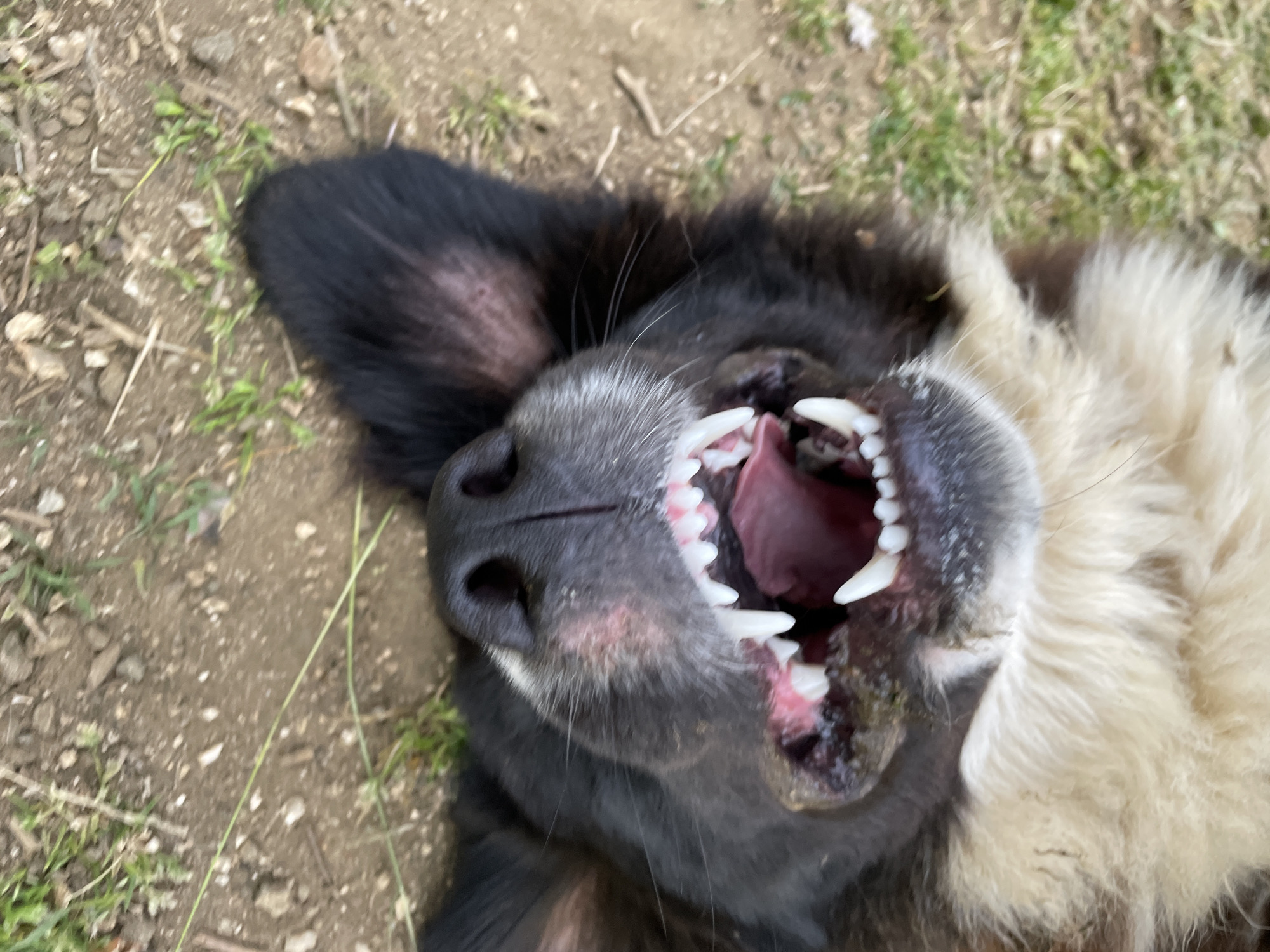 A dog lies on its back on dirt and grass. Its mouth is open, revealing its teeth and tongue. The dog has black and white fur. The location is outdoors with a dirt and grass groundcover. The setting appears to be natural.