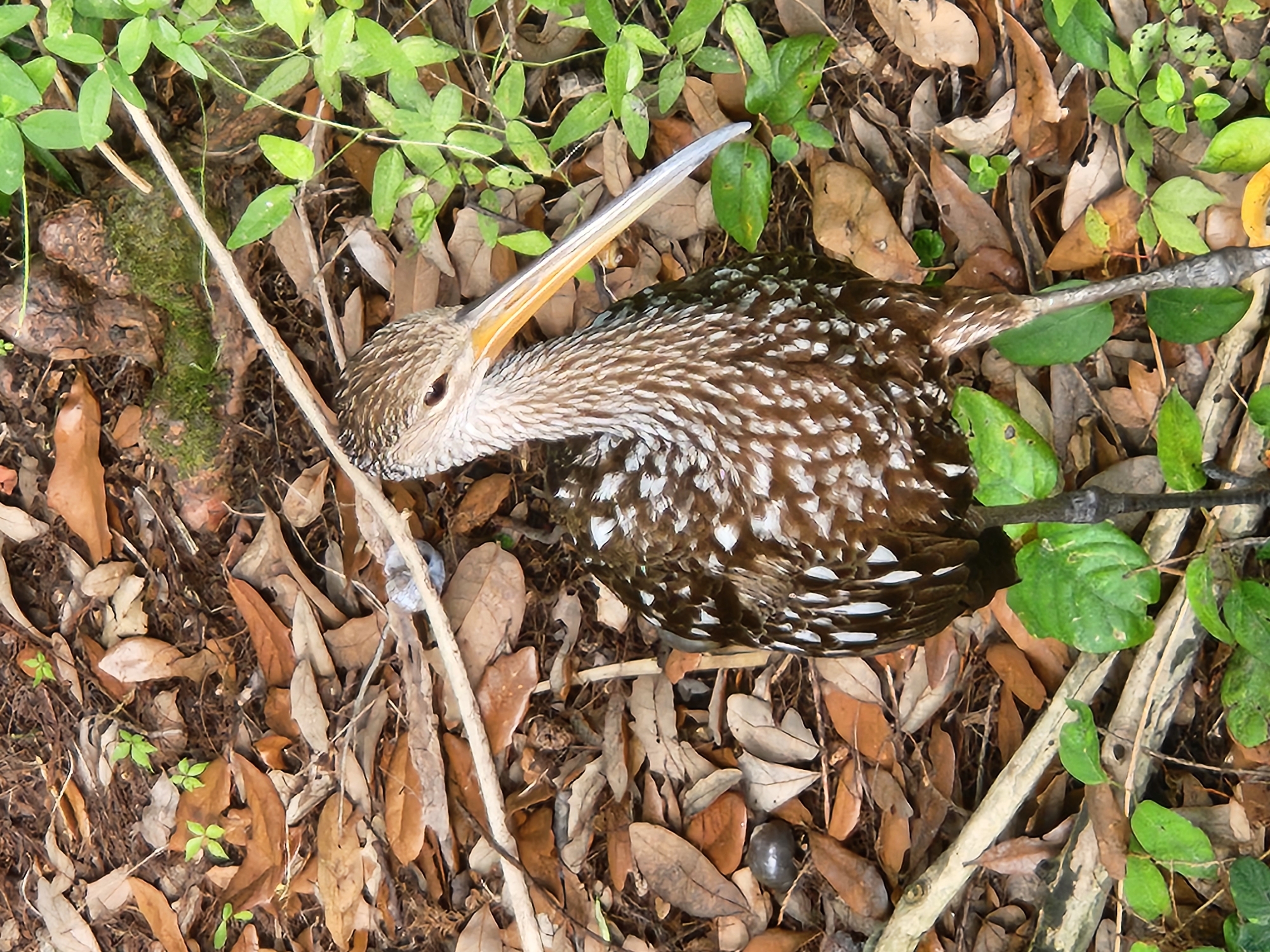 A Limpkin bird stands on the ground, surrounded by fallen leaves and green foliage. The bird has mottled brown and white feathers and a long, thin yellow beak. Its legs are dark and thin. The background consists of a mix of brown leaves, twigs, and mossy patches, with some green leaves and vines encroaching from the right side of the frame. The lighting suggests it is daytime. The image appears to have been taken outdoors in a natural or semi-natural environment.