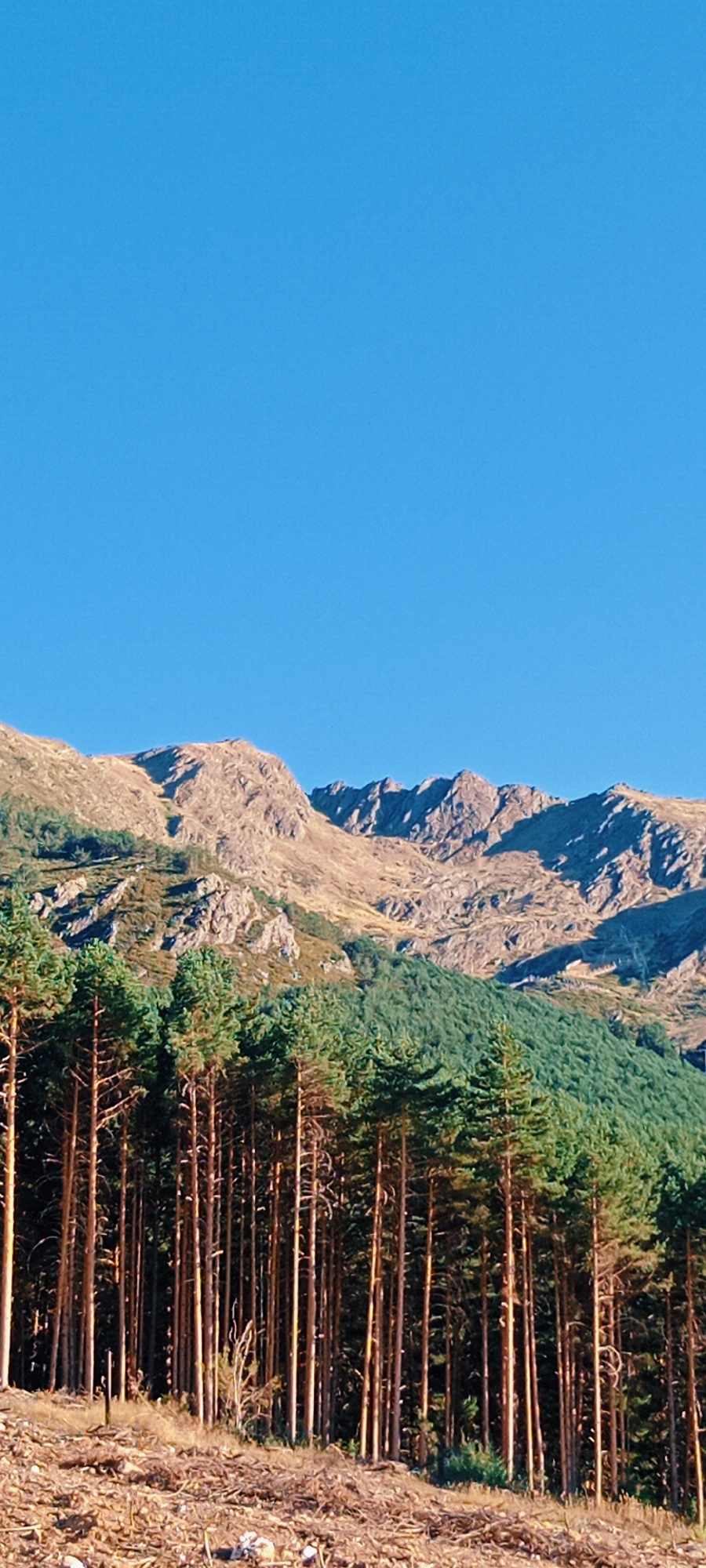 This image depicts a view of mountains and a forest, presumably in the vicinity of La Pinilla, Spain. In the foreground, a dense cluster of tall, slender pine trees stands on a hillside covered with dry leaves, twigs, and debris. The trees exhibit a vertical orientation with thin, light-brown trunks and green foliage. Beyond the pine forest, a steep mountain range with rocky, barren slopes stretches across the midground and background. The mountains are characterized by rugged terrain, prominent ridges, and scattered vegetation in some areas. The sky above is a clear, vibrant blue, suggesting a sunny day. The overall scene conveys a natural, mountainous landscape.