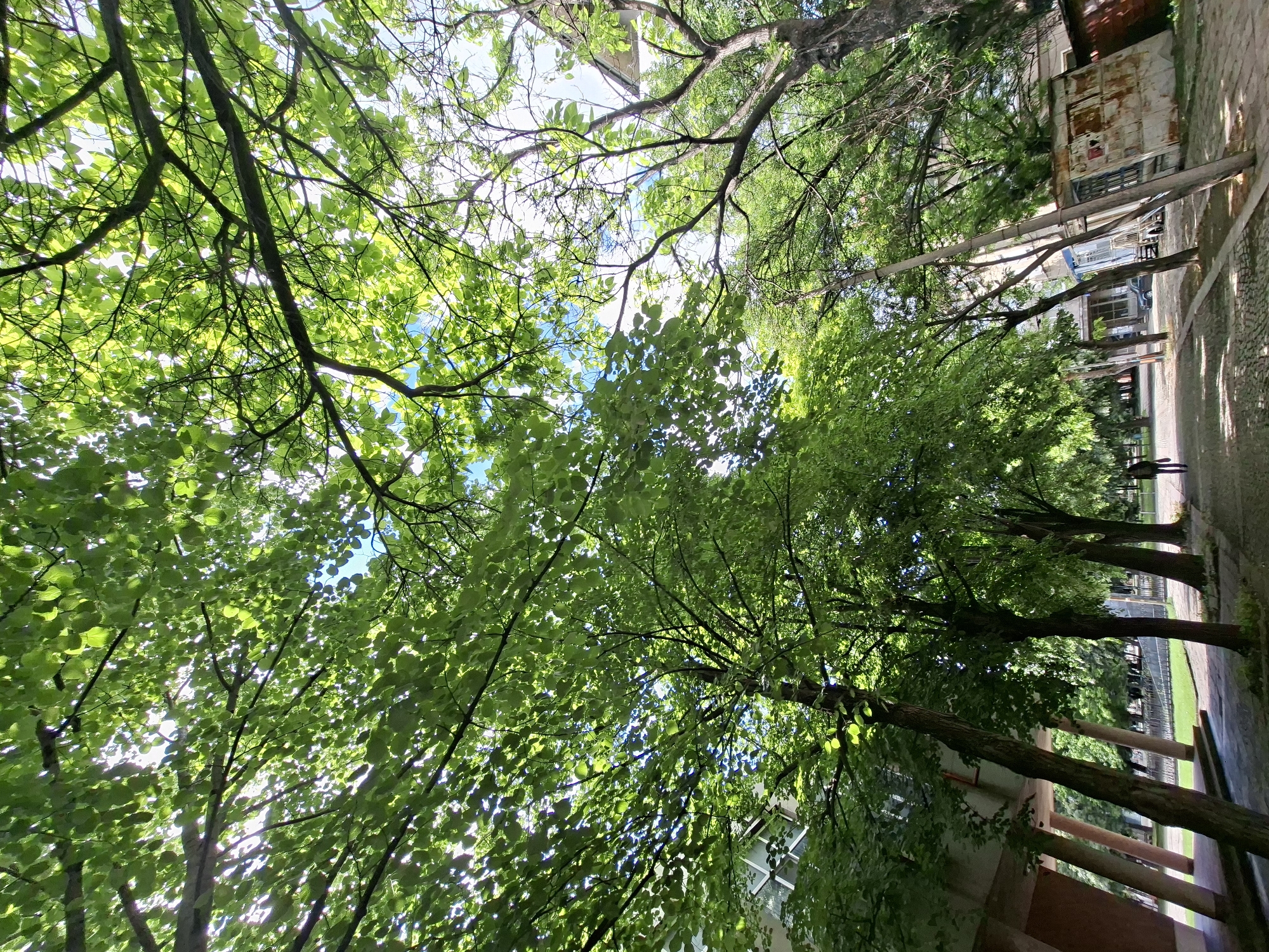 Looking up, the sky is visible through a canopy of green leaves and tree branches. On the right, a building stands next to a tree-lined walkway in Galabovo, Bulgaria. Two individuals are walking along the walkway.