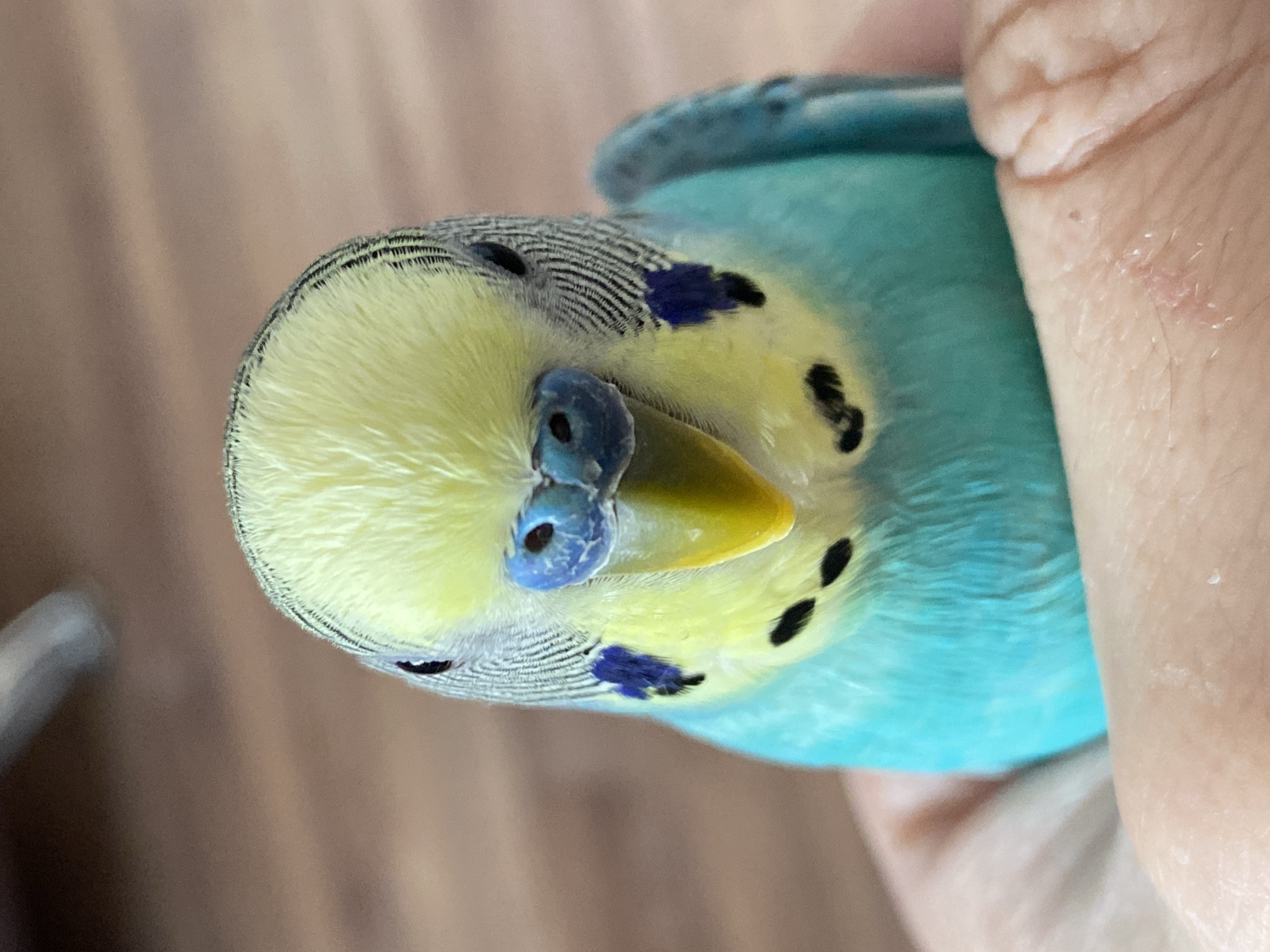A close-up shot depicts a turquoise and yellow budgerigar (parakeet) being held. The bird's head is prominent, with a yellow crown, blue cere (the area above the beak), and yellow beak. The bird's body appears to be mostly turquoise, with black markings around the head and on the body. A human hand is partially visible, suggesting the bird is being held. The background is blurred and appears to be a neutral color. There is no information about the location.