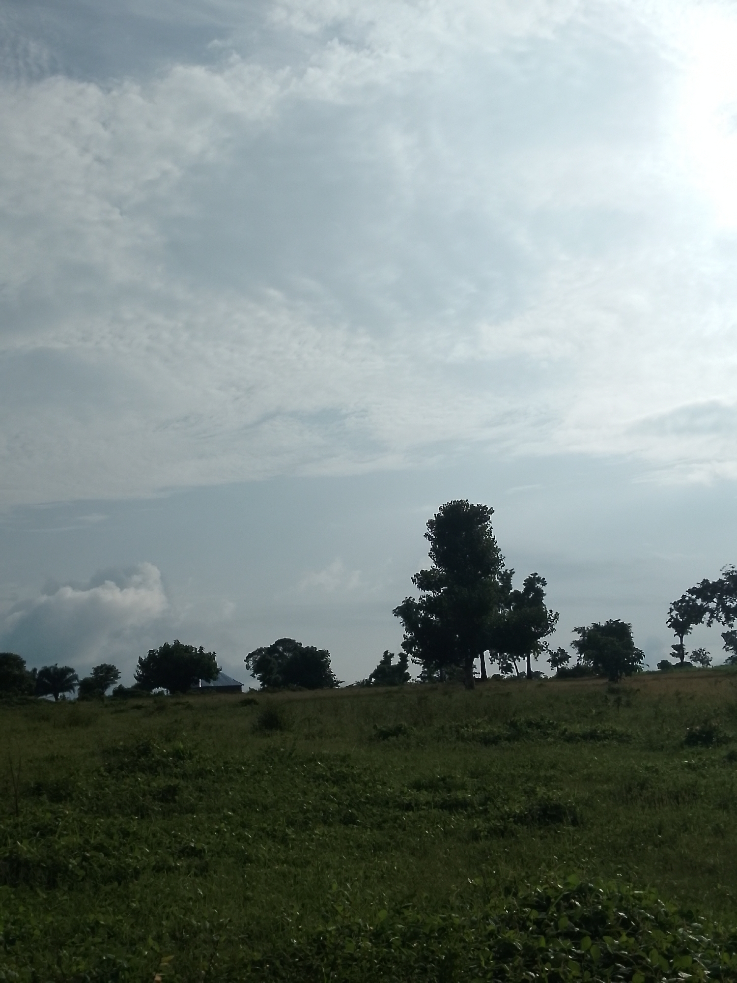 This is a vertical, medium-shot, eye-level photograph of a grassy field with trees in the background. The field is covered in green grass with some taller weeds in the foreground. In the middle ground, there are several trees of varying sizes and shapes, some of which are silhouetted against the sky. To the left of the image, there is a small building with a dark roof. The sky is cloudy, with patches of sunlight breaking through. The overall lighting is overcast. This image was taken in the city of Serti, Nigeria.