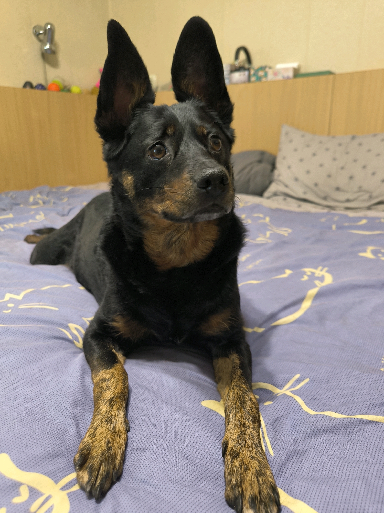 A medium-sized black and tan dog is lying on a bed with a purple and yellow patterned sheet. The dog is facing the camera, with its ears perked up. The dog's body is mostly black, with tan markings on its legs and face. The dog's eyes are brown, and its nose is black. The bed is in a room with wooden walls and a headboard. There is a pillow on the bed behind the dog. The background is blurred, but it appears to be a room with some shelves and items on them, and a faucet on the wall. The image is taken from a slightly low angle, looking up at the dog. There is no information about the location in Mykolaiv, Ukraine.
