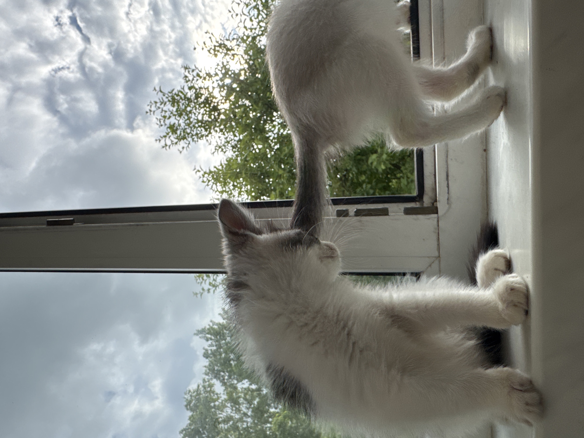 Two kittens are perched on a windowsill, viewed from a low angle looking upwards. One kitten, in the foreground, is white with grey markings and is looking to the left, with its head and chest visible. Its fur is fluffy and its whiskers are prominent. The second kitten, further back, is mostly out of focus but its hindquarters and tail are visible. It appears to be white and grey and is gripping the edge of the windowsill with its paws.
The background consists of a cloudy sky with trees visible through a window frame, suggesting an outdoor scene beyond the kittens. Sunlight is filtering through the clouds and trees, indicating it is daytime. The setting appears to be a home or building with a window. The overall mood is one of curiosity and playfulness, typical of kittens. There is no visible text in the image.