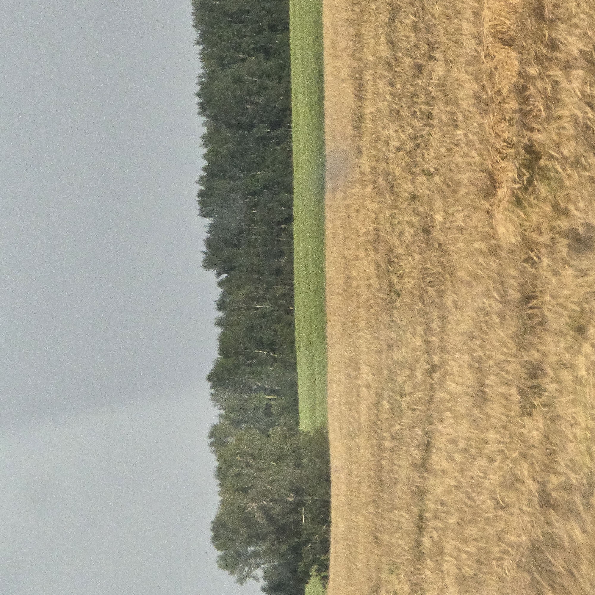 The image depicts a rural landscape with three distinct horizontal bands. The foreground is a field of dry, golden-brown vegetation, likely wheat or barley, stretching across the frame. The middle ground consists of a vibrant green, level field, possibly pasture or another crop. The background is dominated by a dense line of dark green trees, forming a forest that extends across the horizon. Above the trees, a pale, overcast sky fills the top portion of the image. There are no people or man-made structures visible. The scene appears to be located in a rural area near Gordeevskii, Russia, as indicated by the information provided. The overall impression is one of agricultural land under a cloudy sky.