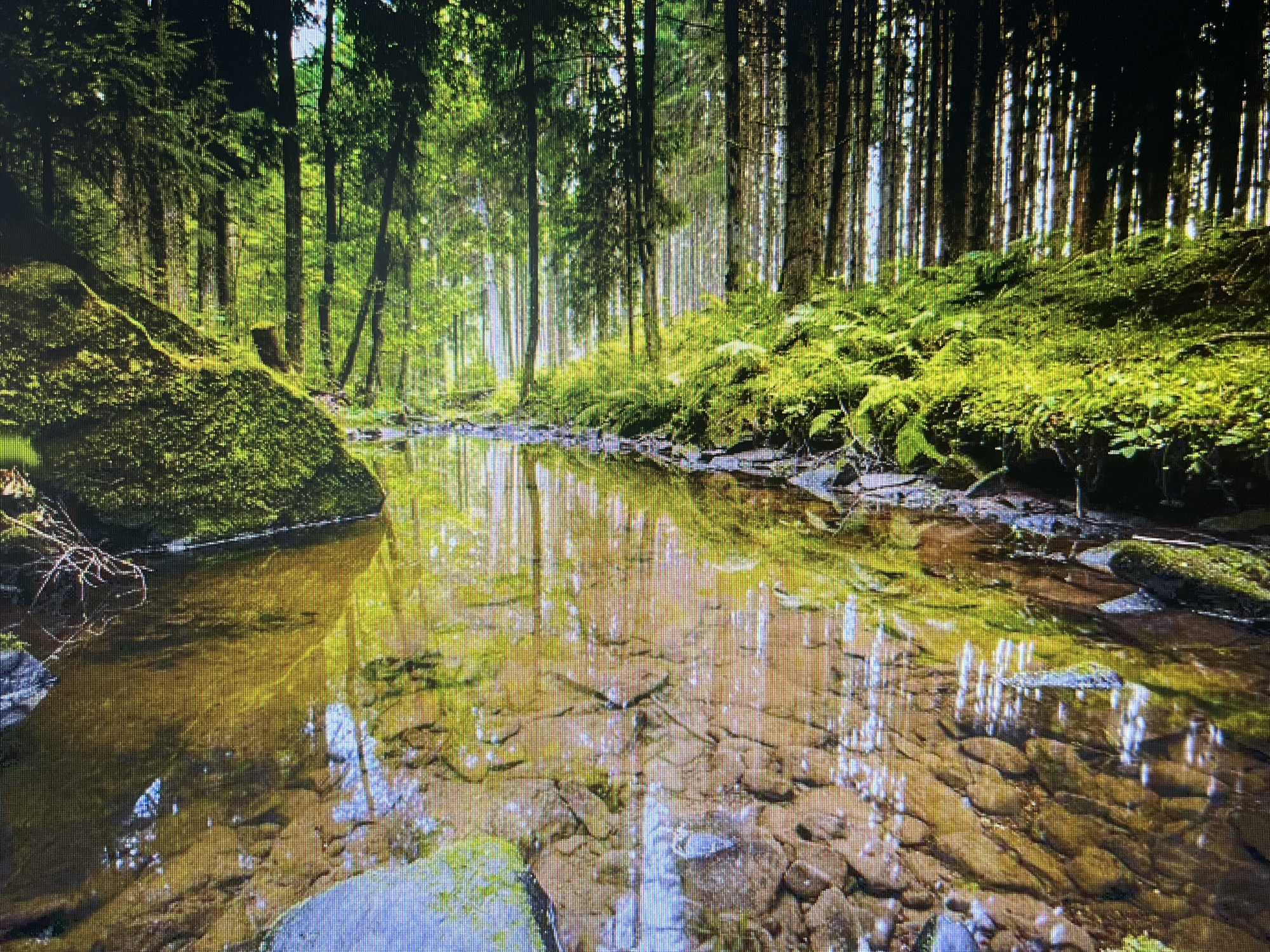 The media file displays a vibrant and serene natural landscape, primarily featuring a dense forest with a clear, shallow stream flowing through it. Tall, slender coniferous trees, characterized by their dark trunks and lush green foliage, dominate the background and sides of the image, creating a seemingly endless canopy. The forest floor and the large, rugged rocks lining the banks of the stream are blanketed in a thick layer of bright green moss and ferns, indicating a moist and thriving ecosystem.
The central element is a tranquil stream or small river, whose exceptionally clear water reveals numerous smooth, light-colored rocks on its bed. The still surface of the water acts as a mirror, perfectly reflecting the surrounding trees and the bright sky filtering through the forest canopy, creating captivating shimmering patterns. Sunlight filters through the dense leaves, illuminating parts of the scene and lending a luminous quality to the green vegetation and water reflections. The overall impression is one of peaceful natural beauty.
A notable technical detail is the presence of prominent vertical lines and a visible pixel grid across the entire image, which is particularly evident in the cropped sections. This suggests the image is likely a photograph of a digital screen or a scan with visible raster lines, rather than a direct digital photograph. No people or text are visible in the scene. The time of day appears to be daytime, with soft, filtered sunlight.