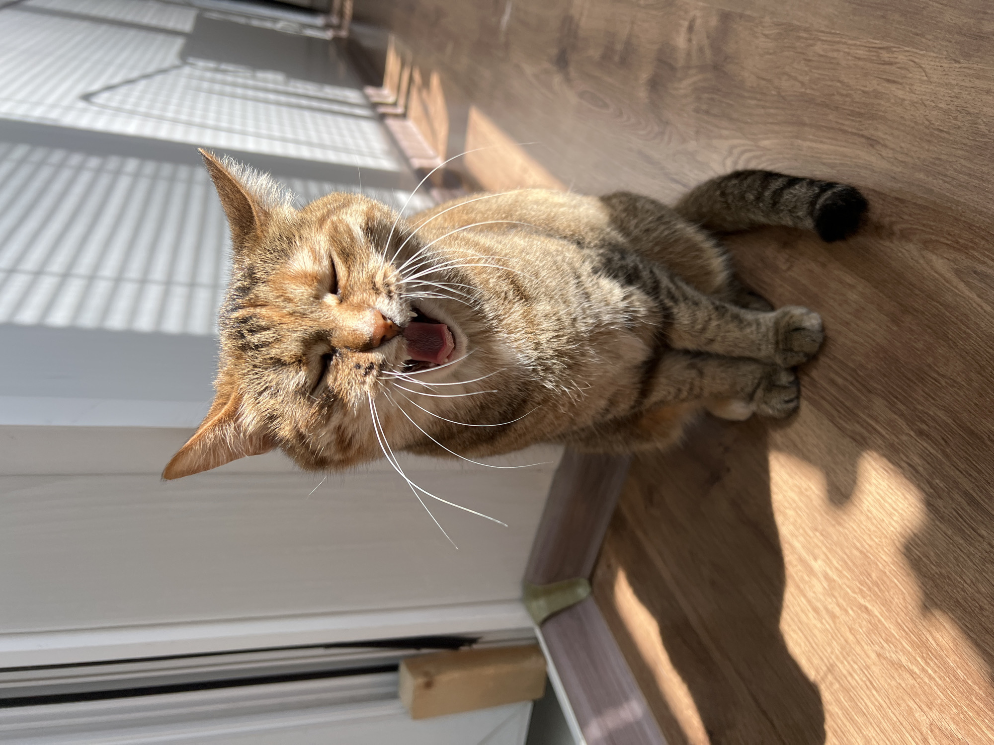 A tabby cat sits on a wooden floor, yawning with its mouth wide open. The cat is lit by bright sunlight casting a shadow on the floor and creating a pattern of light and shadow on a white wall in the background. The cat's fur is a mix of brown, black, and orange stripes. It has long white whiskers. The environment appears to be indoors, possibly a home, with blinds on the window creating striped light. There is a doorway with a white door on the left side of the image and baseboards along the wall. The general setting does not provide specific indicators of the city of Salavat, Russia.