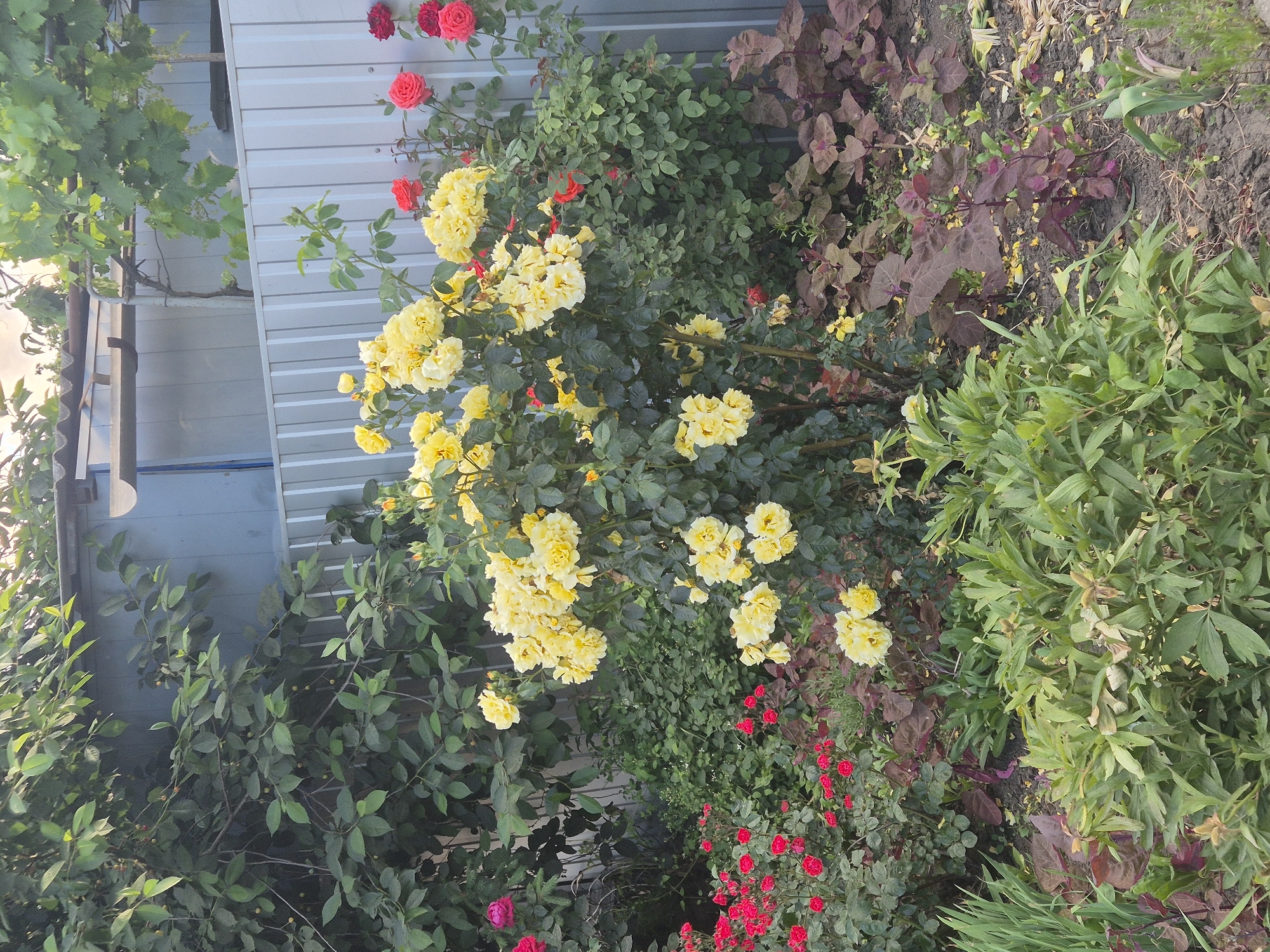 The image depicts a sunlit garden scene in Sozonivka, Ukraine, with a focus on a dense collection of flowering plants. A prominent bush of yellow roses dominates the mid-ground, with numerous blooms clustered together. To the left and in the foreground, vibrant red roses are visible, interspersed with lush green foliage. The background features a tall, light blue corrugated metal fence, partially obscured by the greenery. Above the fence, glimpses of tree branches and a light-colored sky suggest an outdoor setting. The ground is covered in dark soil, with scattered fallen leaves and petals. The overall impression is one of a well-maintained garden, likely a residential or public space in the village of Sozonivka. There are no people or animals visible in the image.