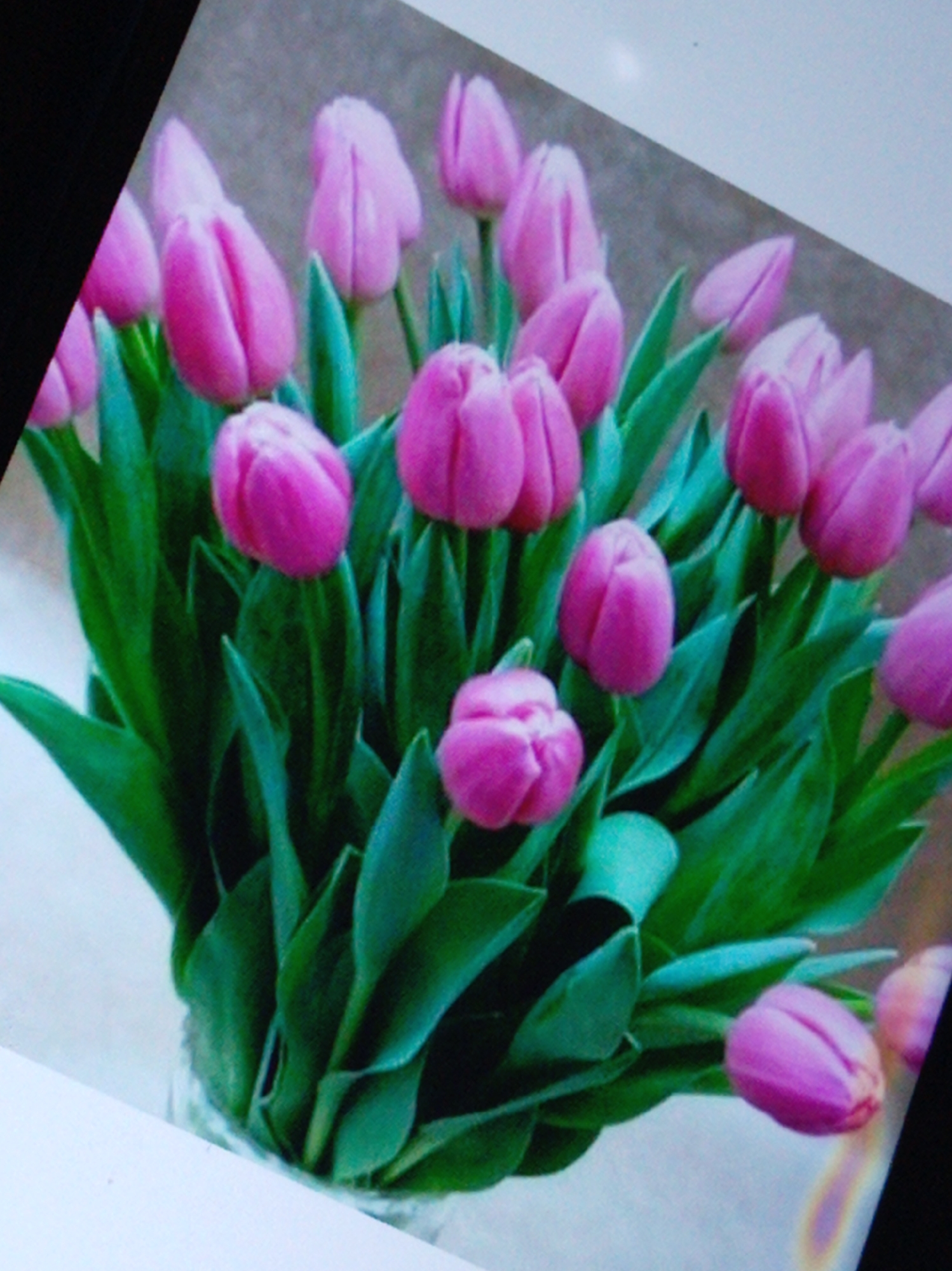 A bouquet of bright pink tulips is pictured, filling most of the frame. The tulips are a vibrant, almost fuchsia, color and are tightly bunched together with lush green leaves. Some tulips are fully bloomed, showing their delicate petals, while others are still in bud form. The background is a soft, textured gray, suggesting an indoor setting, possibly a studio or a well-lit room. The lighting is soft and diffused, highlighting the rich colors of the flowers. The image appears to be a photograph, possibly taken with a phone camera due to the slight tilt and reflection in the upper right corner. There are no people, or any other objects apart from the flowers, visible in the image.