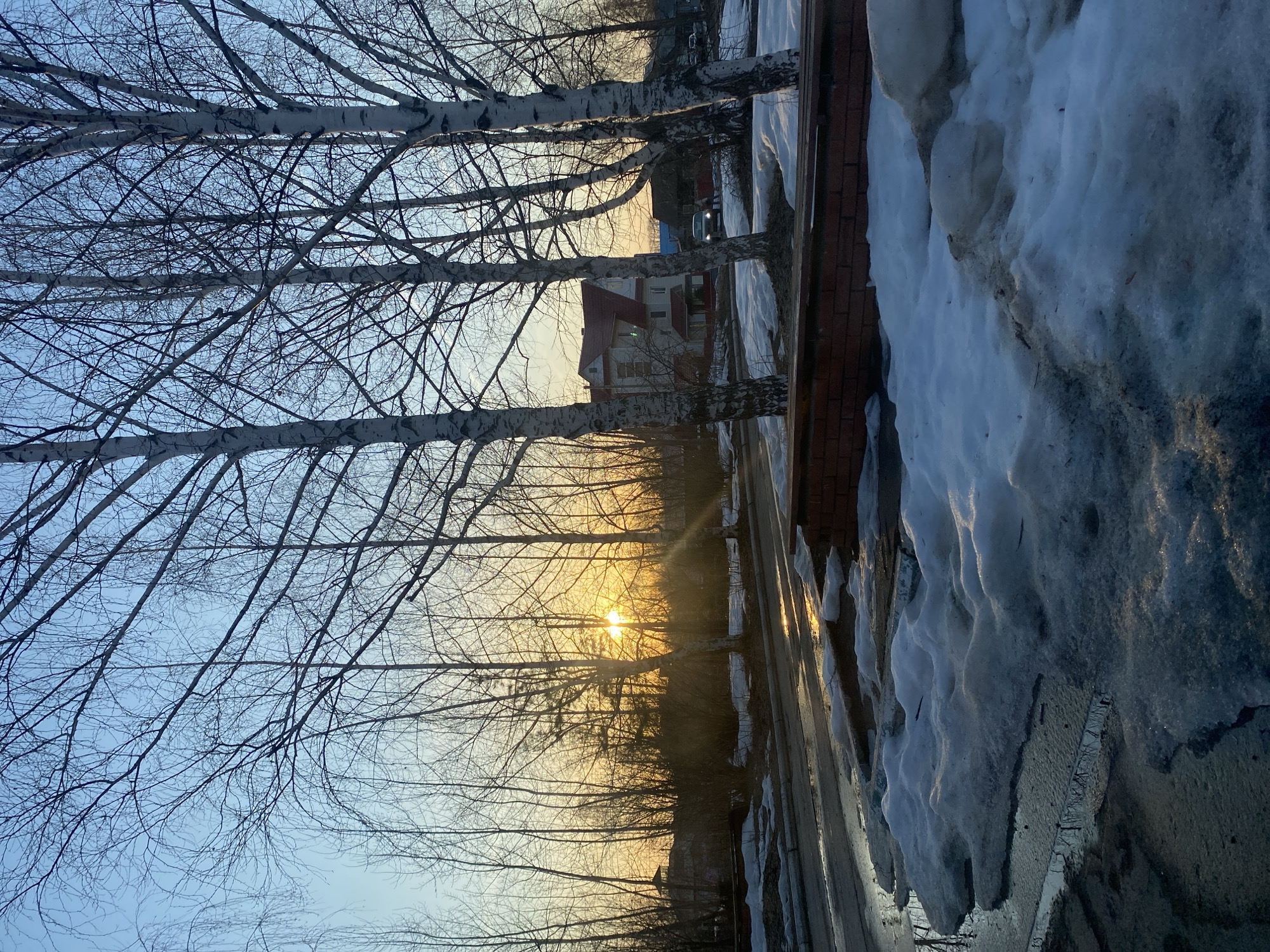 The image shows a row of bare birch trees with their distinct white bark and slender branches against a sky gradient transitioning from light blue at the bottom to pale yellow at the horizon. The sun is visible between the trees, creating a bright, golden glare. To the right of the trees, there is a wall made of red bricks with a thick layer of snow piled high. The ground in front of the wall is a mix of slush and wet pavement, reflecting the sunlight. In the background, a building with a red roof can be seen between the trees. It is winter in Chaikovsky, Russia based on the snow, bare trees and light conditions. The scene seems to depict a residential area with a combination of natural and urban elements during sunset or sunrise.