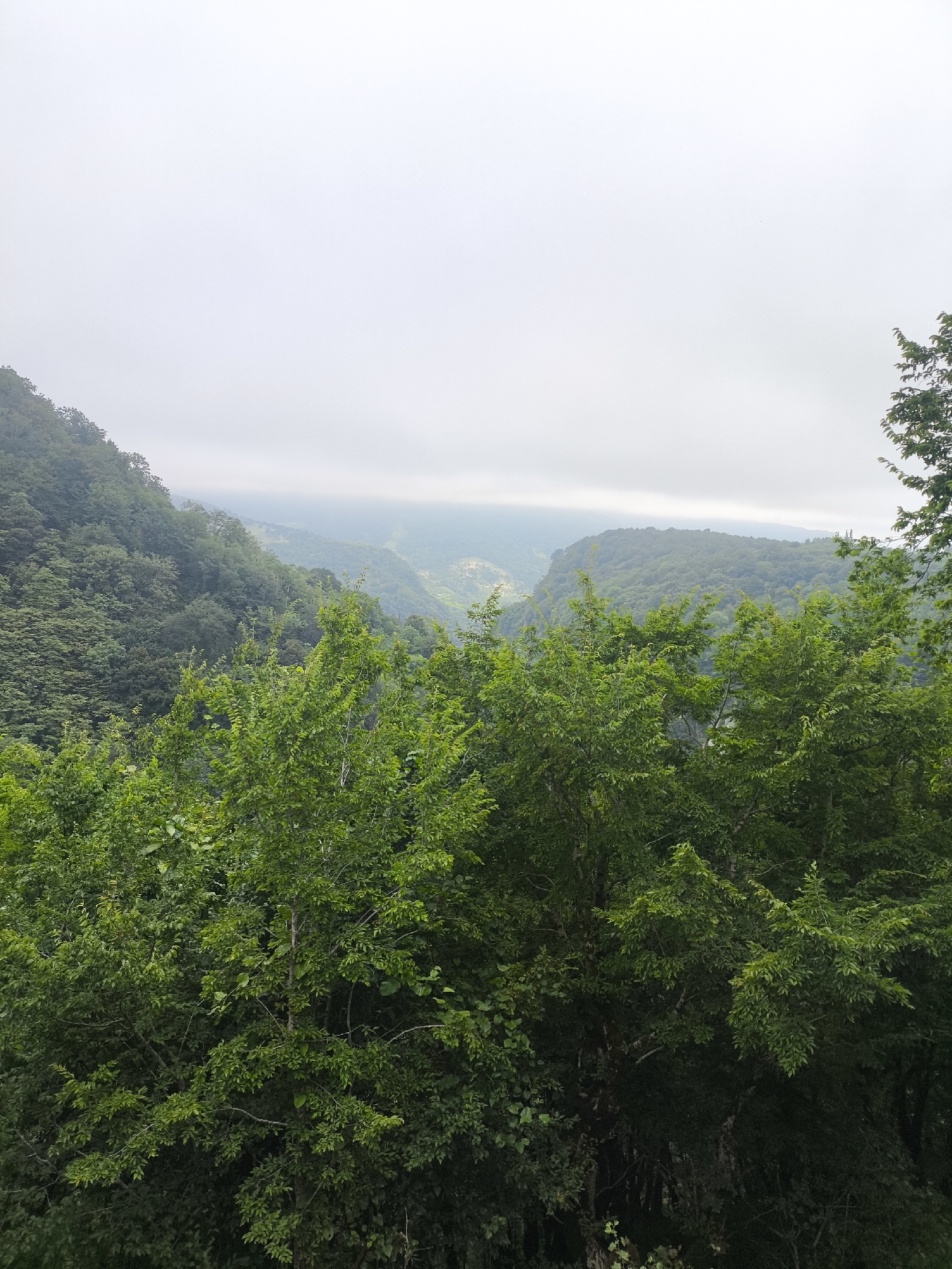 An outdoor, medium shot captures a lush, green mountainous landscape under an overcast sky. In the foreground, dense foliage of trees with vibrant green leaves dominates the lower half of the frame, creating a wall of green. Beyond this immediate vegetation, rolling hills covered in more trees recede into the distance, their forms softened by the atmospheric haze. The overall impression is one of a dense, natural environment, possibly a forest or a mountainous region with significant tree cover. The sky is a uniform pale gray, suggesting a cloudy or foggy day, which lends a muted and serene quality to the scene.
