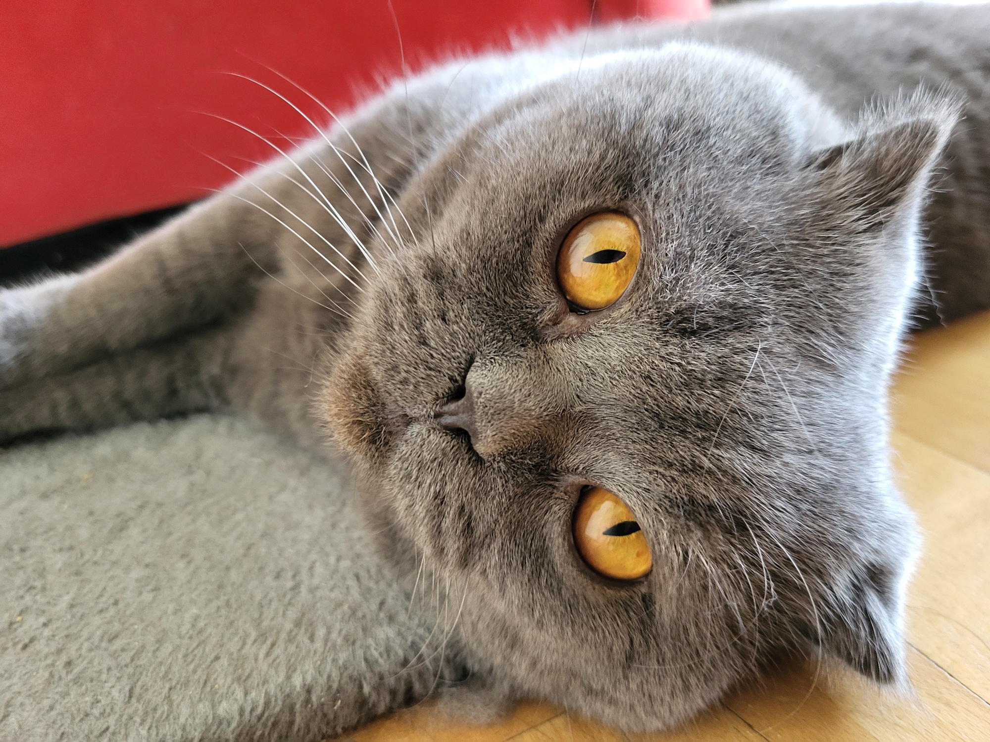 The image is a close-up, eye-level shot of a grey British Shorthair cat lying on its side. The cat has large, vivid orange eyes with dark, vertical pupils, and its head is tilted. Its fur is dense and soft-looking, with subtle tabby markings visible on its forehead and around its eyes. Long, white whiskers fan out from its muzzle. The cat is lying on a light grey, textured surface, possibly a rug, which is on top of a light wooden floor. In the background, a bright red object is partially visible, creating a strong color contrast. The lighting suggests it is daytime, with natural light illuminating the scene and casting soft shadows. The cat appears relaxed and possibly curious, with its gaze directed towards the viewer. There is no visible text in the image.