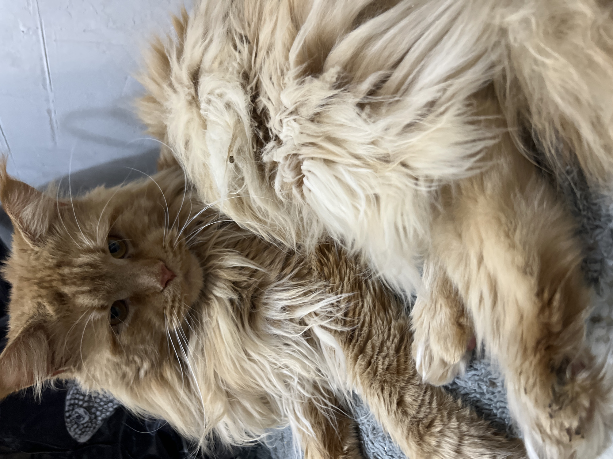 A ginger Maine Coon cat with long, shaggy fur is lying down. Its face is visible, with amber eyes and long white whiskers. The cat is lying on a grey, textured surface, possibly a blanket or rug. The background is out of focus and appears to be a light-colored wall with some dark objects to the left. There are no people visible in the image. The image does not contain any information about the location in Markova, Russia.