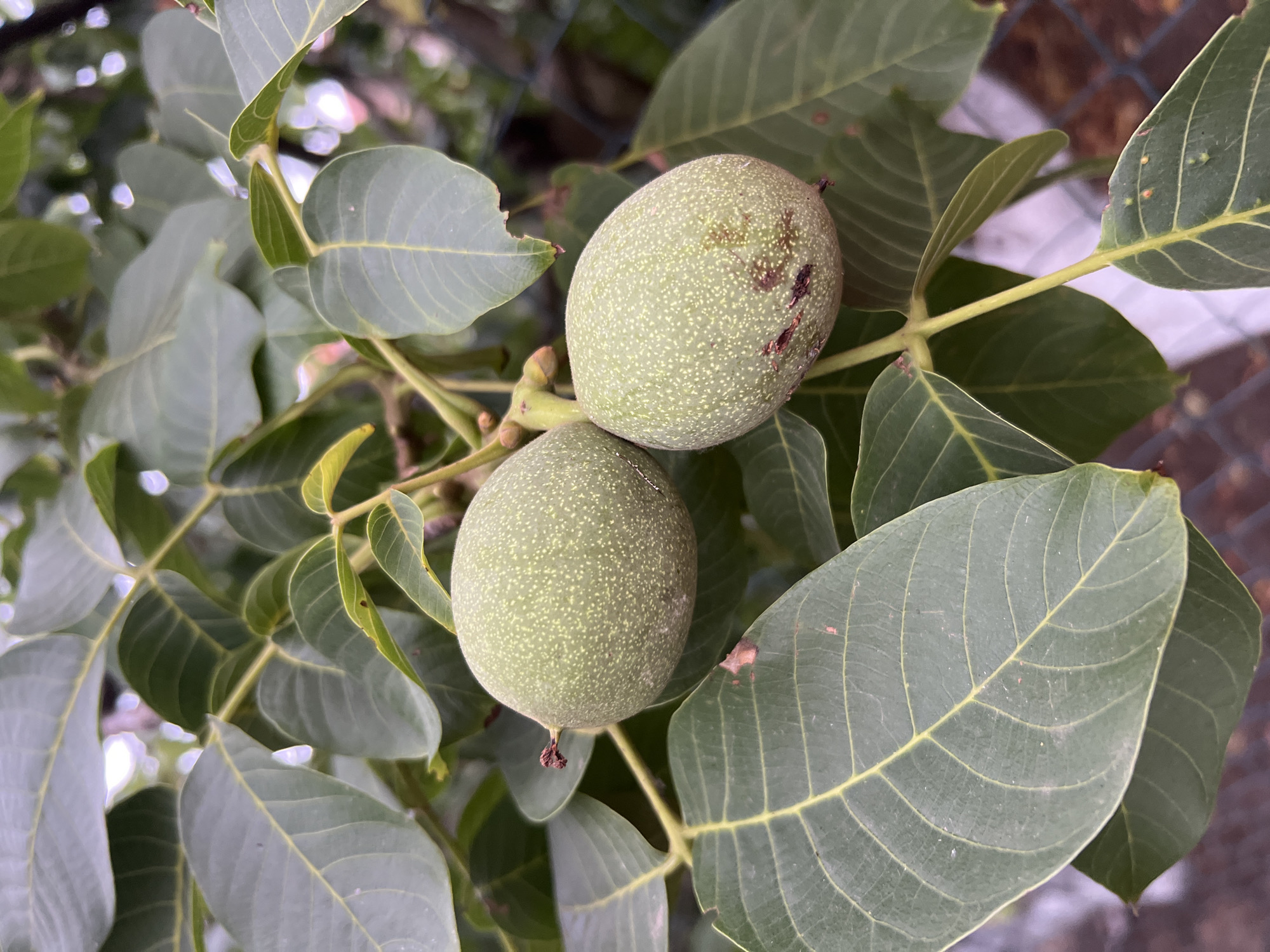 The image shows two unripe walnuts on a tree branch, surrounded by green leaves. The walnuts are oval-shaped and have a pale green, slightly textured surface with a scattering of lighter speckles. There are some darker, irregular marks on the surface of the upper walnut, and a small brown stem where it attaches to the branch. The leaves are large, with prominent veins, and are a deep green color. Some of the leaves appear slightly damaged, with small holes or torn edges. The background is blurred, but suggests an outdoor setting with dappled light and possibly other foliage or a fence. The lighting suggests it could be daytime, possibly with some shade. The overall impression is one of natural growth and the early stages of fruit development on a tree. There is no visible text in the image.