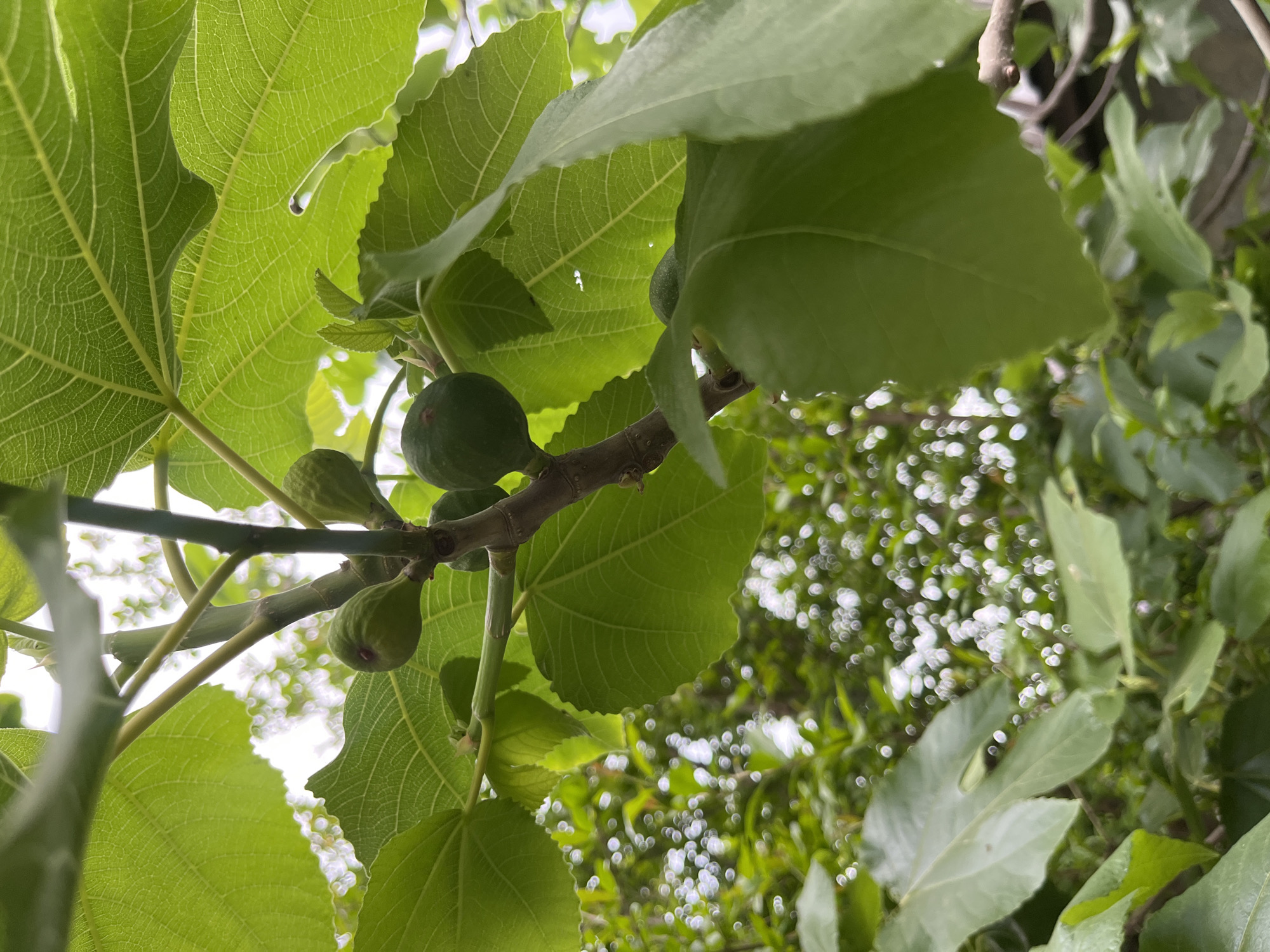 The image shows a close-up view of a fig tree, with several unripe green figs hanging from a branch. Large, lobed green leaves are visible around the figs and branch. The background is a blur of green and white, suggesting other foliage and possibly sky. The location is specified as the city of Kaspiysk, Russia, but there are no elements within the image itself that confirm this location. There are no people visible in the image, and no actions or interactions are taking place. The environment is natural and vegetated.