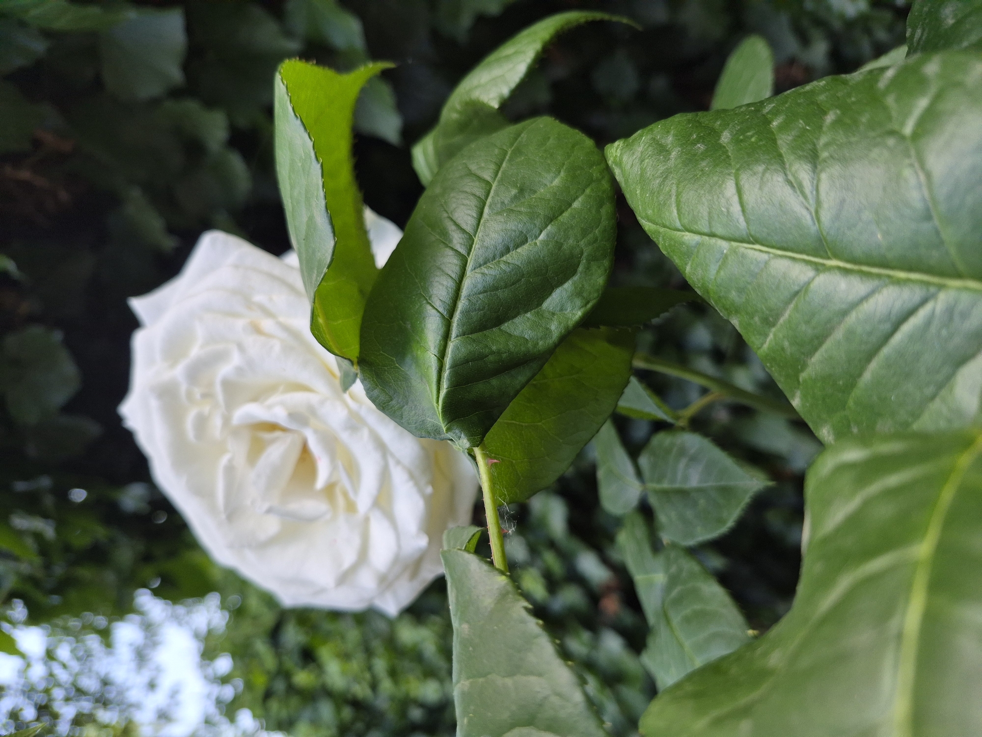 A close-up, slightly overhead shot captures a white rose in bloom, its petals softly unfurling against a backdrop of lush green foliage. The rose is the central subject, with its creamy white petals creating a delicate focal point. In the foreground and framing the rose are several large, vibrant green leaves, some appearing slightly out of focus. These leaves show prominent veins and a slightly serrated edge. The background is densely packed with darker green leaves and hints of other foliage, suggesting a garden or natural setting. The lighting appears to be natural, possibly overcast or diffused sunlight, which softens the textures and colors. There are no people or animals visible in the image. The scene evokes a sense of natural beauty and tranquility.