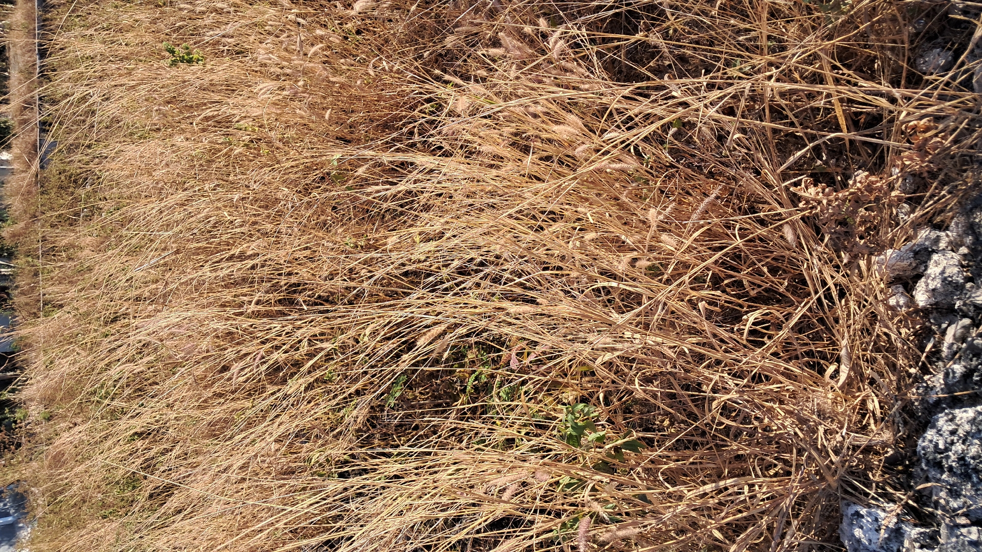 The image depicts a dense field of dry, golden-brown grass. The grass is tall and appears overgrown, with some stalks reaching high and others shorter, creating a thick, textured landscape. In the foreground, at the bottom edge of the image, there are some rough, greyish-white rocks and dark, possibly asphalt or soil. A few sparse green leaves are visible interspersed within the dry grass, hinting at some living vegetation beneath the dominant dry stalks. The lighting suggests it is daytime, with the sun casting shadows and highlighting the dry grasses. The background is blurred, showing more of the same dry grass and a faint suggestion of a concrete barrier or wall. The overall scene is one of a natural, unkempt grassy area, possibly a roadside verge or an undeveloped lot within an urban environment.