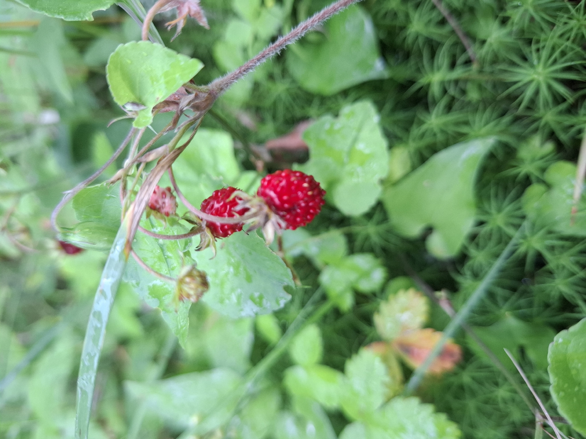 The image shows a close-up view of wild strawberries on a plant, surrounded by green foliage and moss. The strawberries are small and red, with visible seeds. Some leaves are wet, suggesting recent rain. The background is blurred, but appears to be a natural, outdoor setting. The image is taken at ground level. It is not possible to determine the exact location within Mikkeli, Finland based on the visual information provided in the image alone.