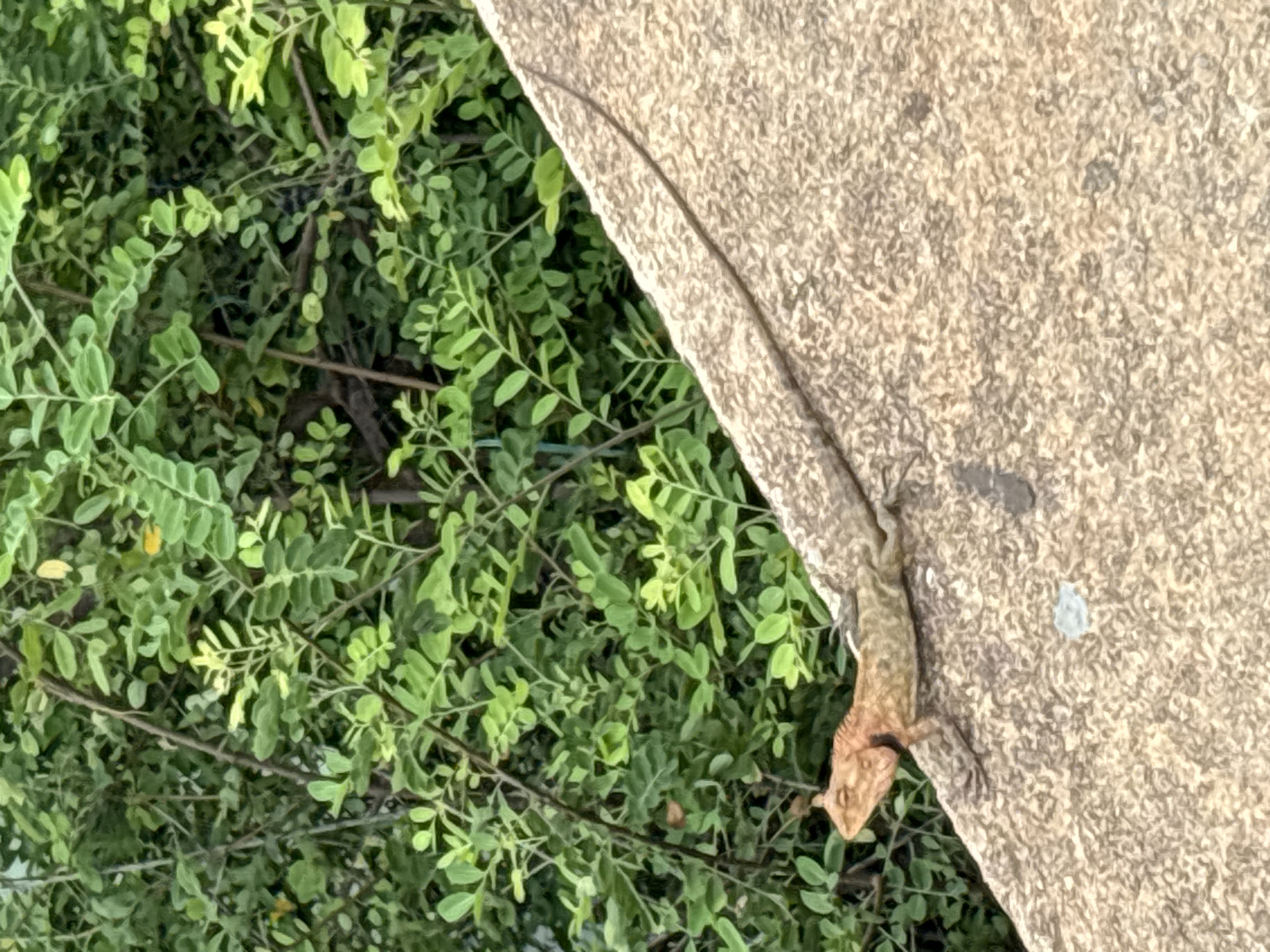 A medium shot depicts an Oriental garden lizard (Calotes versicolor) on a textured, light brown surface, possibly concrete or stone. The lizard's head is light orange, with the body transitioning to a greenish-brown color that blends with its surroundings. Its long, slender tail extends across the surface towards the top of the frame. To the left of the textured surface, there is a dense cluster of green leafy vegetation. The location is suspected to be Baan Chaweng, Thailand.