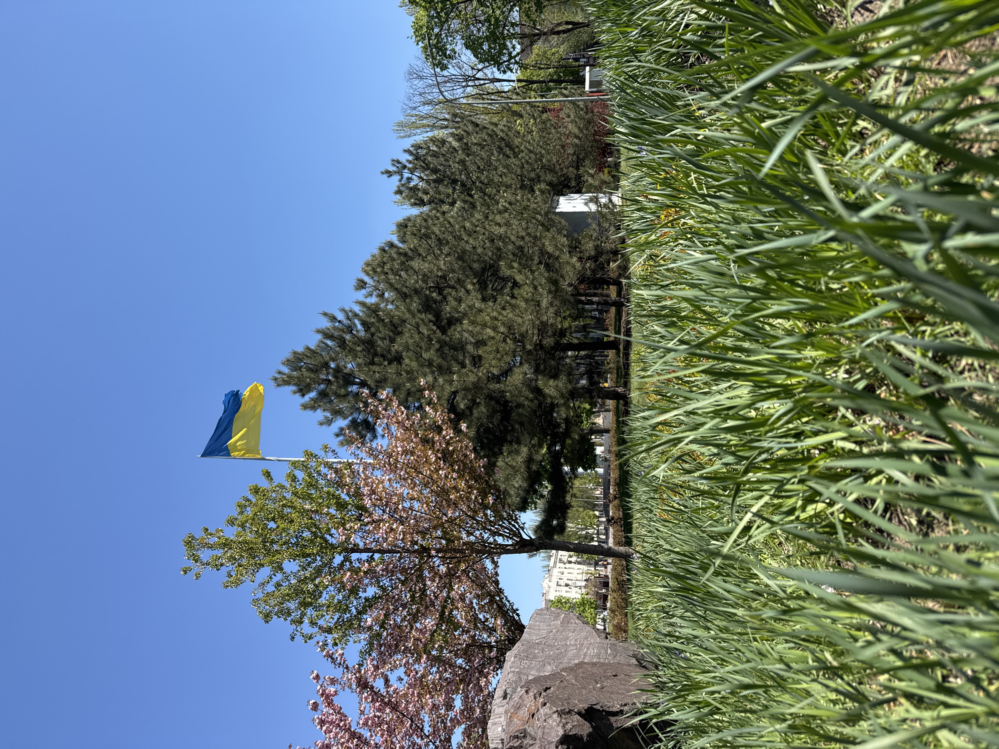 The image captures a view within Kryvyi Rih, Ukraine, featuring the Ukrainian flag prominently displayed against a clear blue sky. In the midground, the flag is positioned beside a tree with blooming pink flowers and another evergreen tree. The foreground is dominated by tall, green grass. A large, dark rock sits near the base of the tree with pink flowers. Buildings are visible in the distance, providing a sense of urban location.