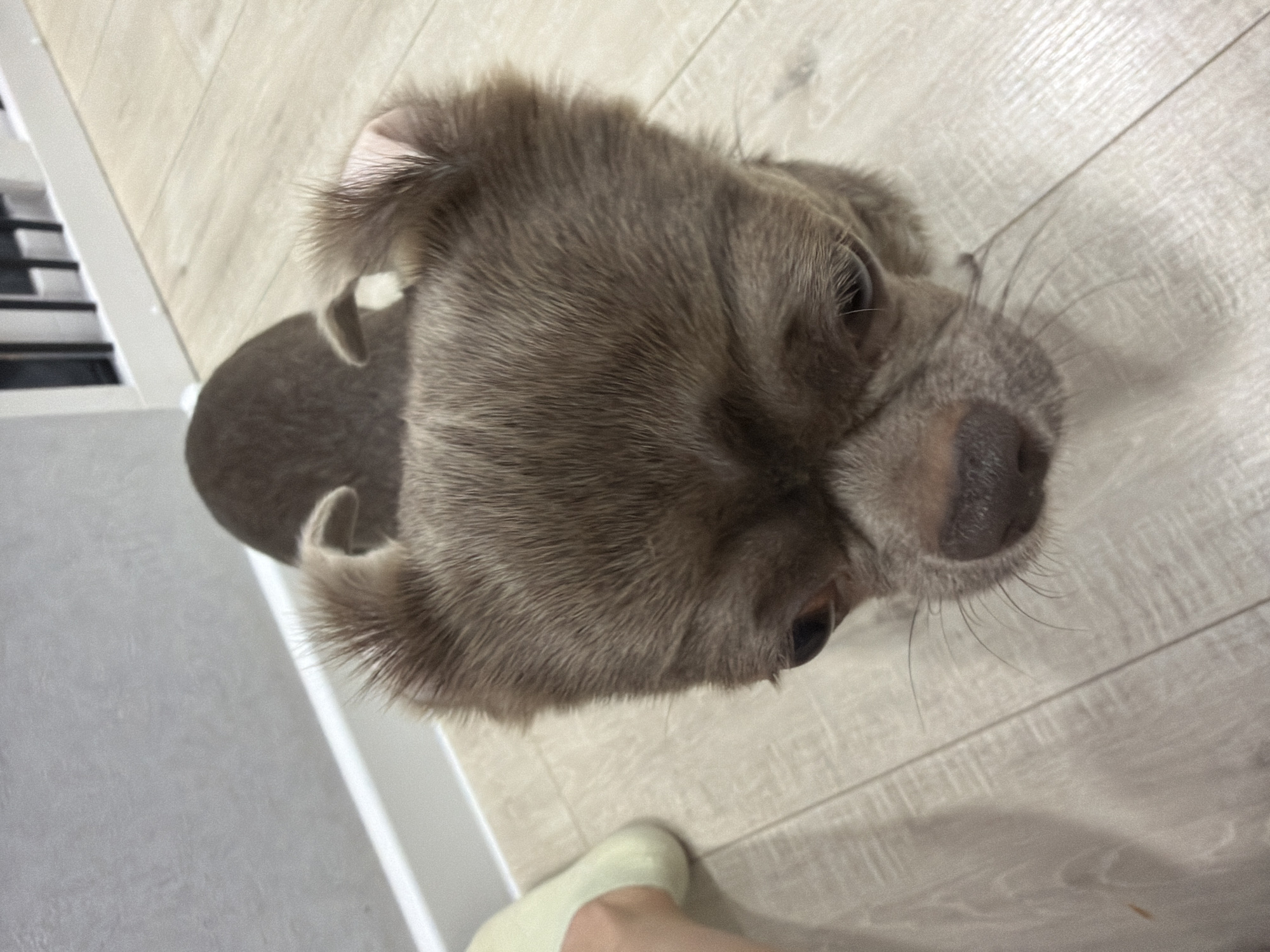The image shows the head and shoulders of a gray-brown dog, likely a puppy, positioned close to the camera. The dog is looking up, and its nose and whiskers are prominent. The background consists of a light-colored wooden floor. A portion of a white object, possibly a cabinet or wall, is visible in the upper left corner. In the lower right, a foot wearing a light-yellow sock is partially visible. There is no evidence to indicate that the photo was taken in Votkinsk, Russia.