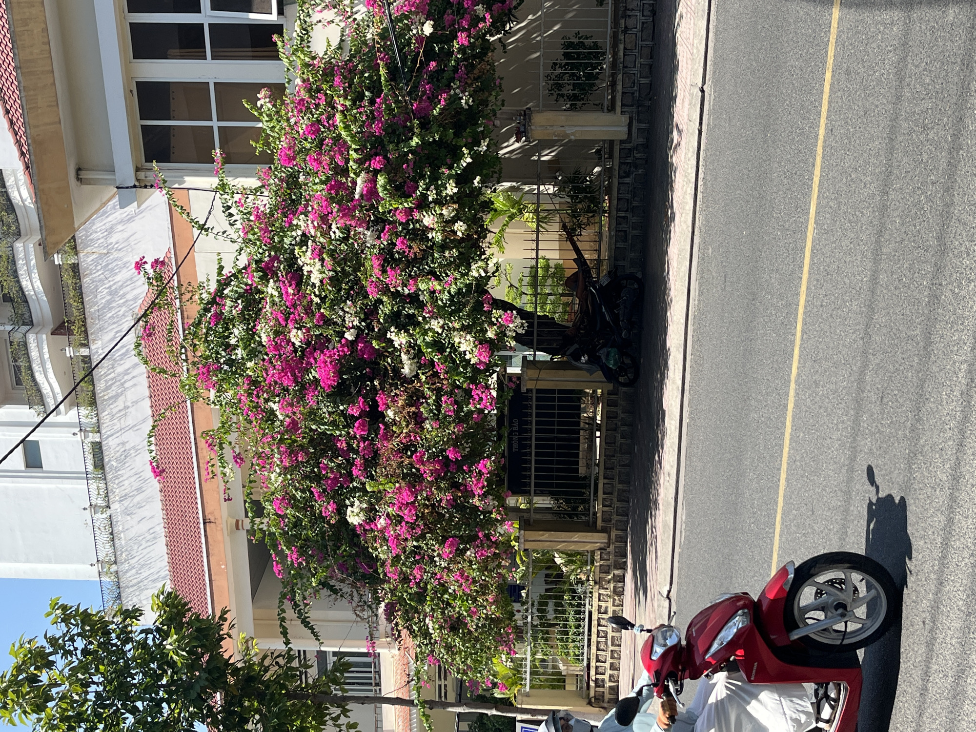 The image depicts a street scene in Nha Trang Ward, Vietnam. A red scooter is parked on the right side of the street, near the curb. To the left, a building is adorned with a dense covering of pink and white bougainvillea. In the background, a second parked motorcycle can be observed along the edge of the building. The street has a yellow center line. The sky is clear.