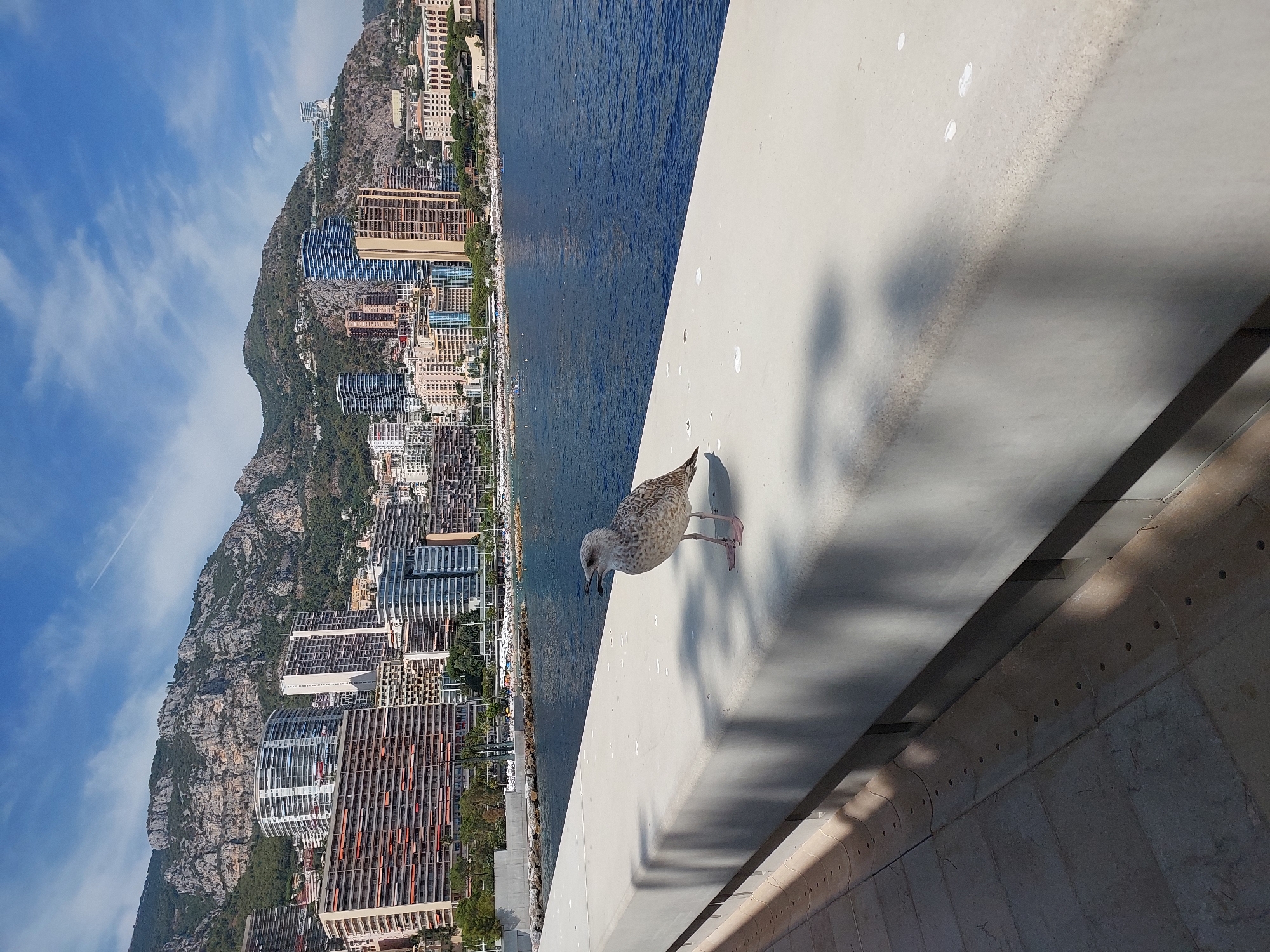 A seagull stands on a concrete barrier, its beak slightly open, facing left. The barrier is in the foreground, casting shadows from overhead foliage. Behind the barrier, the deep blue sea stretches to the horizon. The coastline is lined with numerous tall, modern buildings, some with balconies and awnings, and behind them, a steep, rocky mountain covered in trees rises. The sky above is blue with scattered white clouds, and a faint contrail is visible. The scene appears to be a waterfront promenade in Monaco, given the characteristic architecture and mountainous backdrop.
