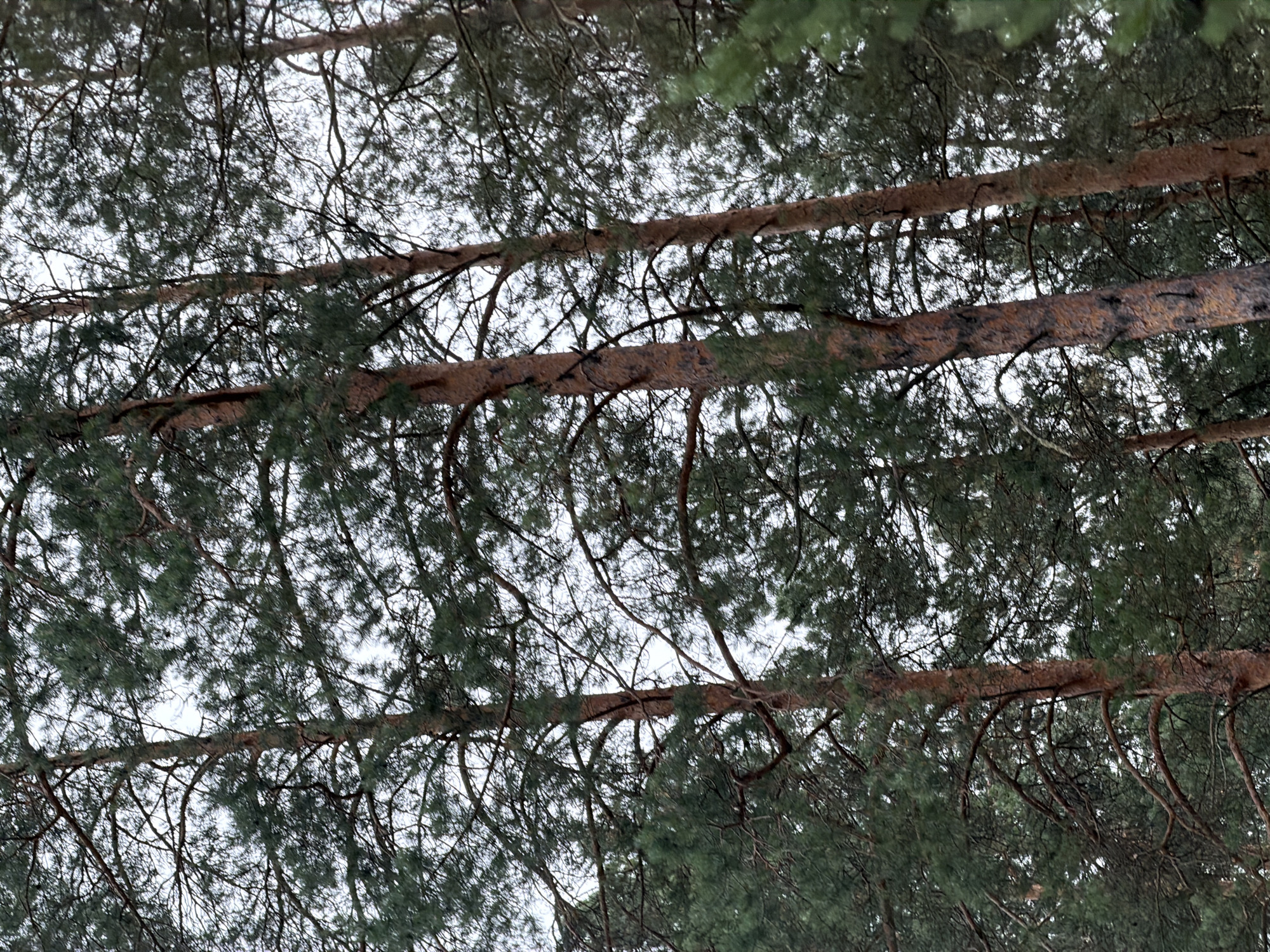 The image shows a dense canopy of pine trees seen from below. The perspective is looking upwards, so the tree trunks and branches appear to extend across the frame. The branches are thick and rough, with a reddish-brown bark. They are covered in dark green pine needles, creating a textured and layered effect. The sky is visible through the gaps in the branches, and it appears overcast, suggesting a cloudy or possibly a winter day. The overall impression is one of being surrounded by nature, deep within a forest. There are no people or distinct objects visible, only the natural elements of the trees and the sky. The light is diffused, and there are no strong shadows, which is consistent with an overcast sky. The image evokes a sense of stillness and natural beauty. The location context provided is Kamlak, Russia.