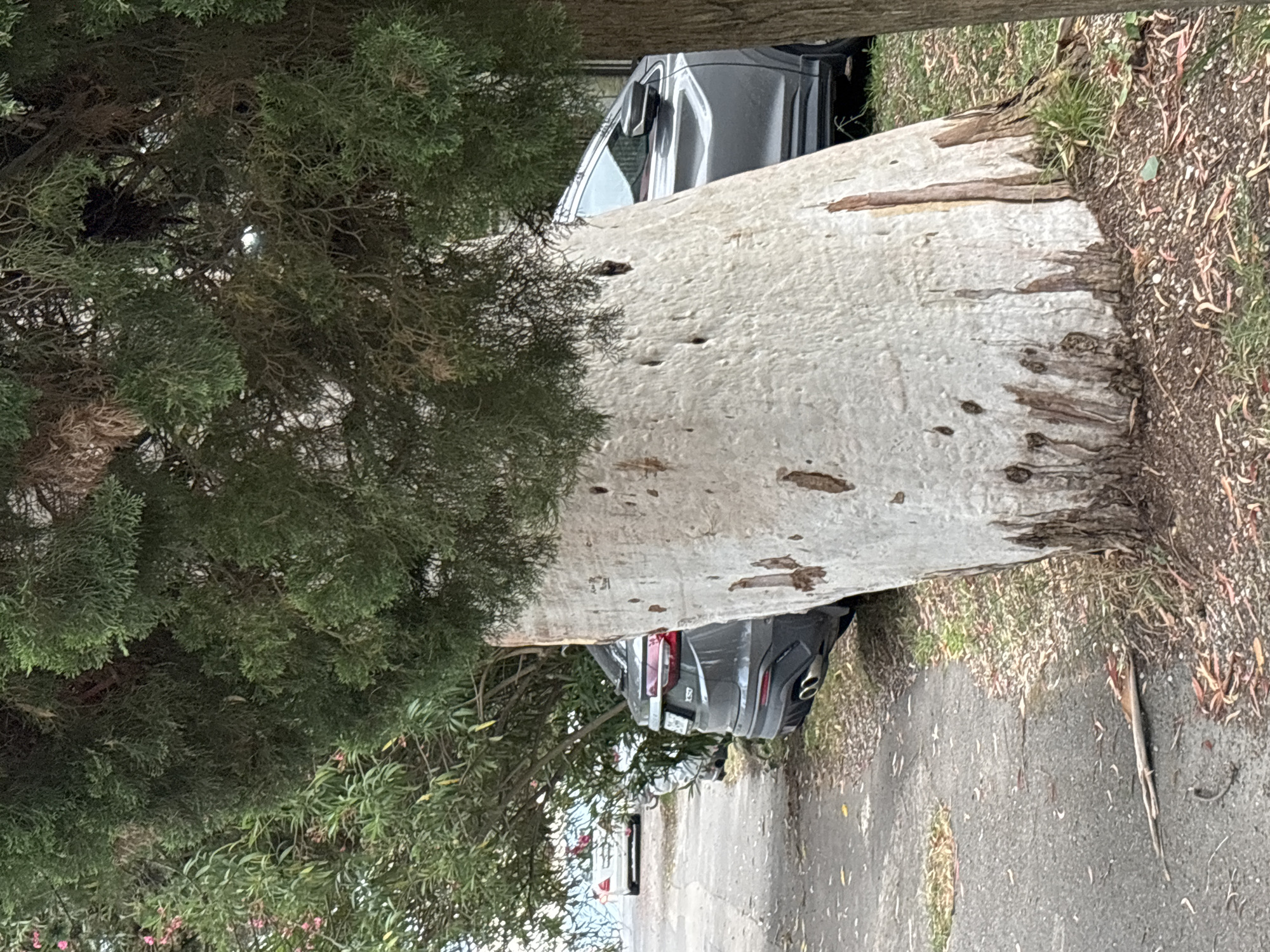 A large, light-colored tree trunk has fallen across a paved surface, possibly a road or driveway, and partially covers two dark-colored cars. The tree trunk is thick and has a rough, textured surface with some peeling bark. Green foliage from trees and shrubs surrounds the fallen trunk. One car is visible from the rear, showing its taillights, license plate, and dual exhaust pipes. Another car is partially visible behind it, with its roof and side reflecting the surroundings. The ground around the fallen tree and cars is covered with a mixture of dirt, grass, and fallen leaves, suggesting an outdoor environment. The lighting appears to be natural, possibly indicating daytime, and the weather seems overcast or neutral, as there are no strong shadows. The scene suggests a recent event, possibly an accident or storm damage, where the tree has fallen onto the vehicles. No people are visible in the image.