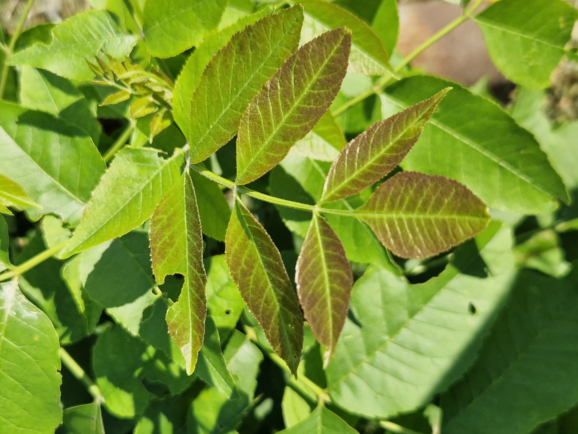 This is a close-up, eye-level photograph of a cluster of green leaves, some of which have tinges of reddish-brown. The leaves are arranged in compound leaf structures, with multiple leaflets on a central stem. The leaflets are elongated and pointed, with serrated edges. Some of the leaves show signs of damage, such as small holes and torn edges. The lighting suggests it is daytime, with bright sunlight casting shadows across the foliage. The scene appears to be outdoors, likely in a garden or natural setting, given the presence of multiple plants and the natural lighting. No people, text, or specific event is depicted. The focus is on the texture and color variations of the leaves.