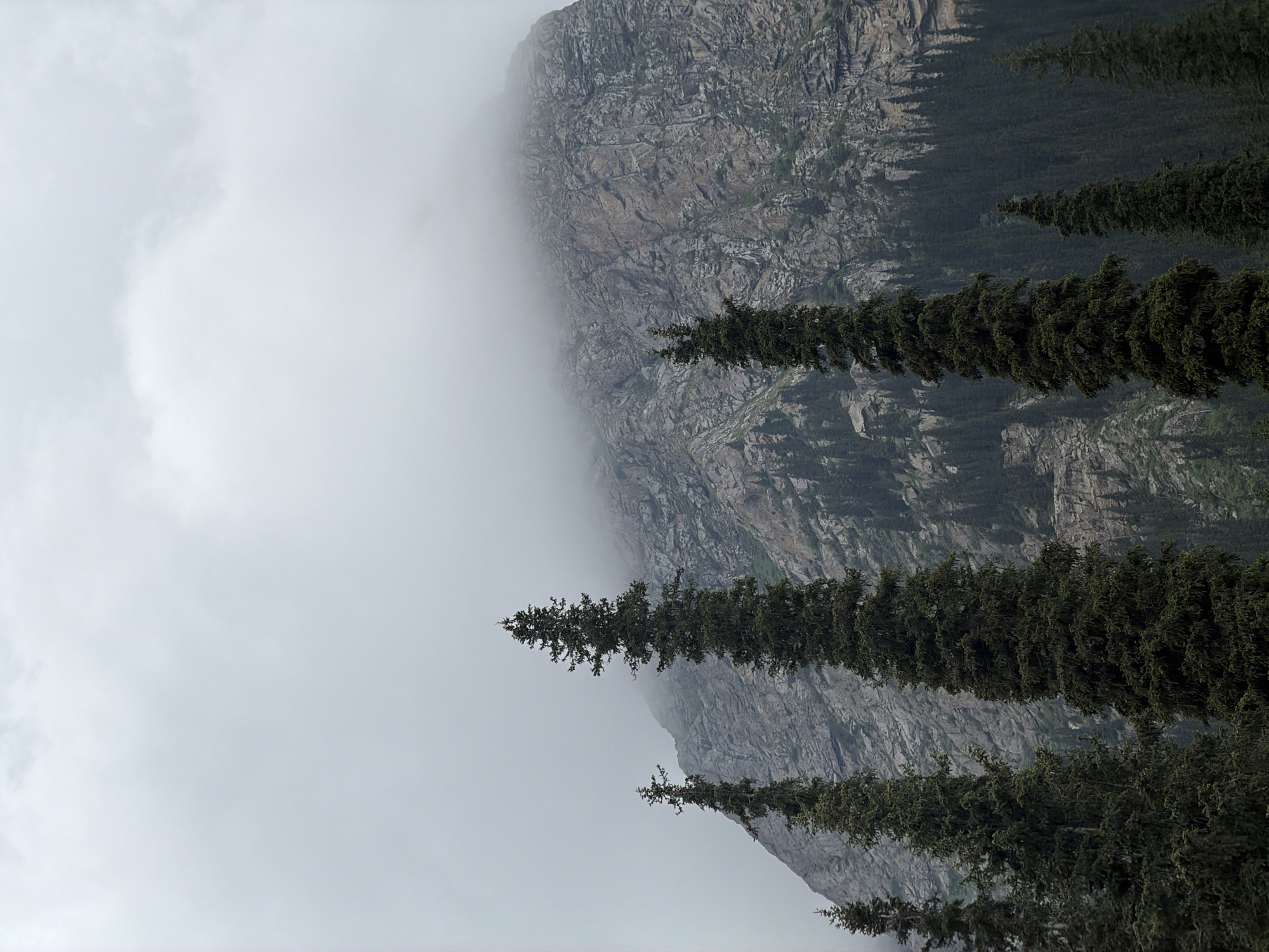 A mountain landscape is depicted with a rocky cliff face partially obscured by mist. Evergreen trees line the foreground and middle ground, their branches reaching towards the viewer. The trees are dense and dark green, creating a stark contrast with the lighter, muted tones of the rock and fog. The rock face is textured with numerous ledges and crevices, suggesting a rugged and remote terrain. The sky is overcast and white, contributing to the moody and atmospheric feel of the scene. The orientation of the image is such that the trees appear to be hanging from the top of the frame, and the mountain is on the right side, suggesting the photo may have been taken at an unusual angle or was rotated. There is no visible text in the image. The overall impression is one of natural grandeur and a sense of isolation, possibly indicating a location in a mountainous region where weather conditions can rapidly change. The time of day appears to be overcast, perhaps morning or late afternoon, given the diffused light.
