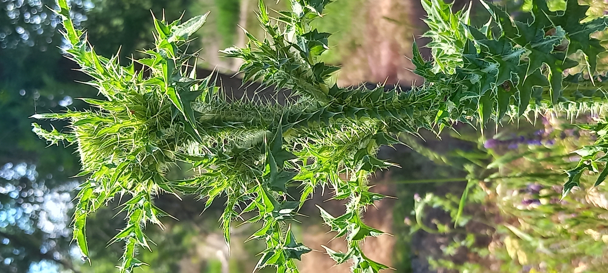 A close-up, vertical shot captures a spiky green thistle plant. The plant's stem and leaves are covered in sharp, white spines. In the background, the scene is blurred, showing hints of green foliage and a dappled sky. The location is Kryvyi Rih, Ukraine. No people are visible in the image.