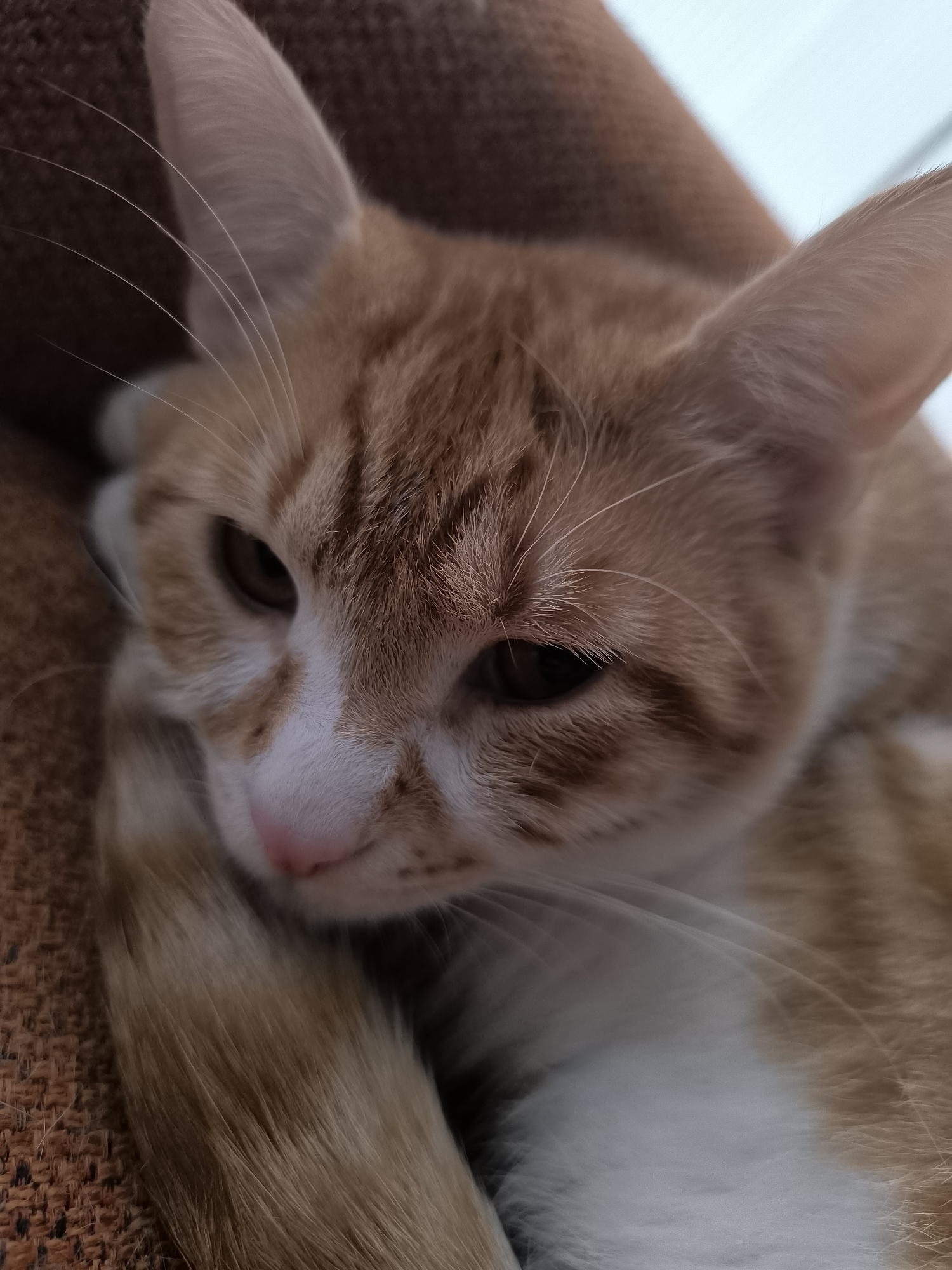 A close-up shot of an orange and white tabby cat lying on a textured, brown surface. The cat's head is resting on its paw or tail, with its eyes partially closed. The cat has a pink nose and prominent white whiskers. The background is blurred, but a white or light-colored surface is visible in the upper right corner. The image does not provide any information about the location in Varna, Bulgaria. There are no identifiable people, specific objects, actions, or interactions visible to describe beyond the cat's resting position.