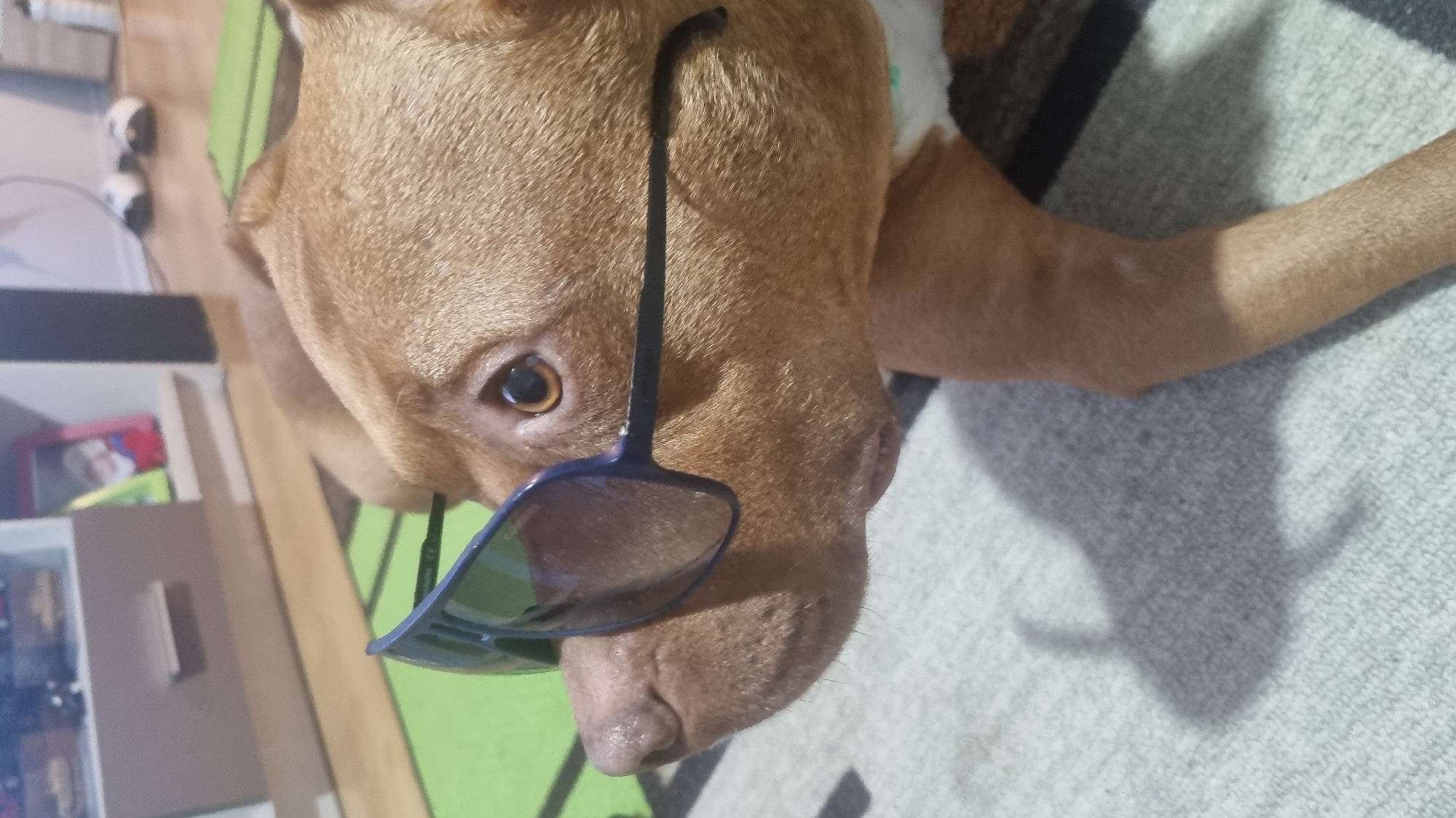 A tan-colored dog is lying on a gray and white textured surface, possibly a blanket or rug. The dog is wearing dark-colored sunglasses that are askew on its face, partially obscuring one eye. The dog's head is tilted towards the camera, and its body extends off to the right. Behind the dog, there is a multi-colored surface with green and brown sections, suggesting a rug or flooring. To the left, a white shelving unit is visible, containing various objects including what appears to be a photograph in a frame. The location appears to be indoors, in a residential setting in an unidentified city.