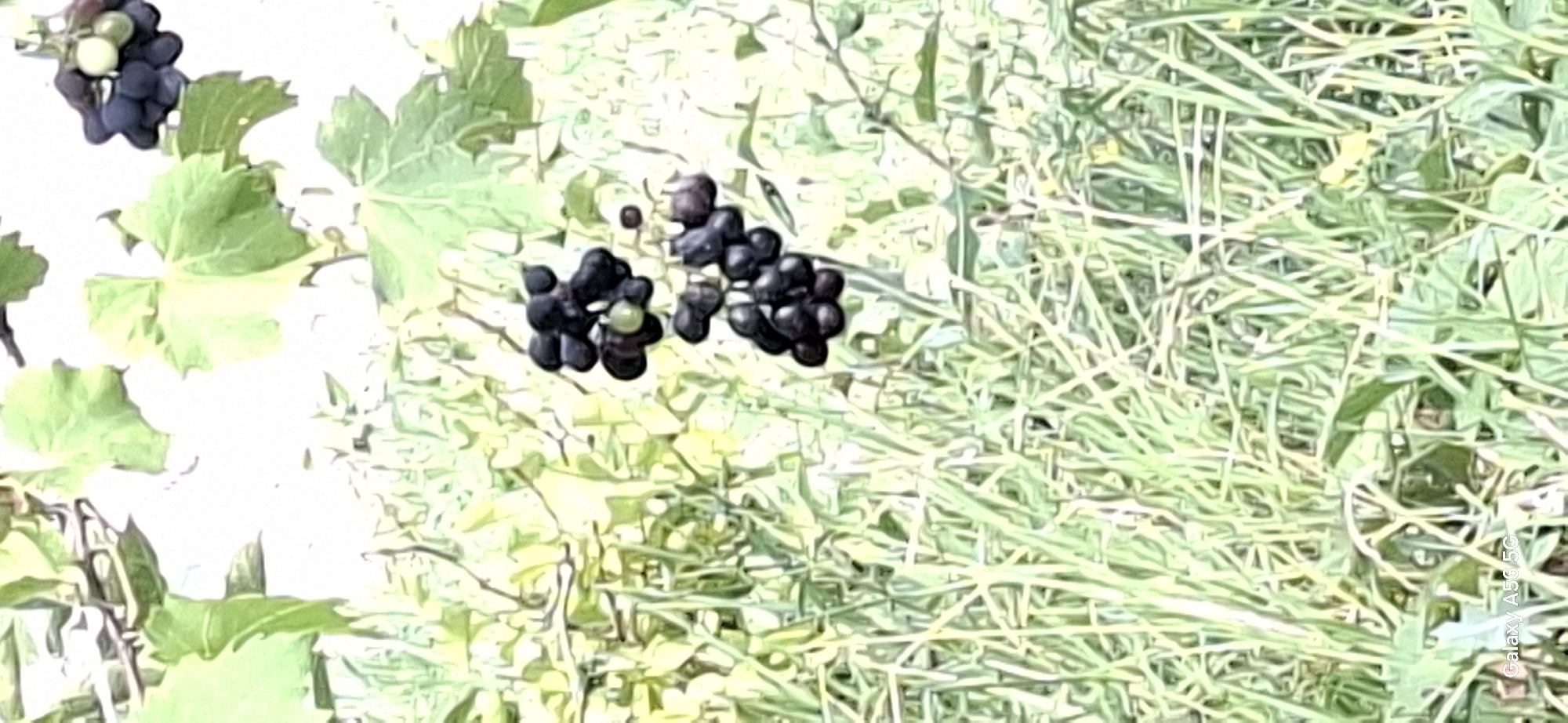 This image depicts a close-up view of ripe grapes hanging from a vine, set against a blurred background of green foliage and tall grass. The grapes are dark purple, with a few lighter green ones interspersed. The lighting suggests an outdoor, daytime setting. The lower left corner of the image shows a watermark reading "Galaxy A56 5G". The scene does not provide any specific clues that would allow for the identification of a location within the city of Tbilisi, Georgia.